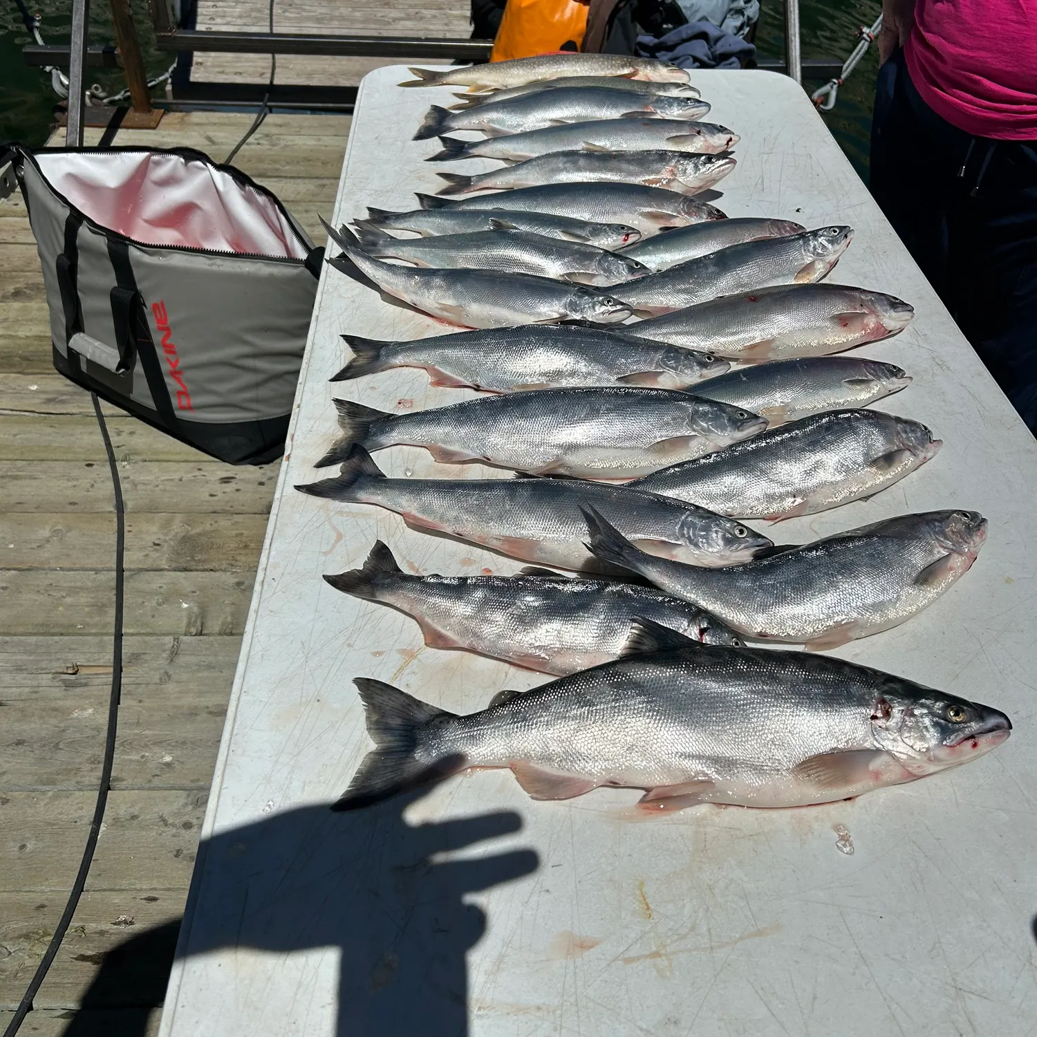 recently logged catches