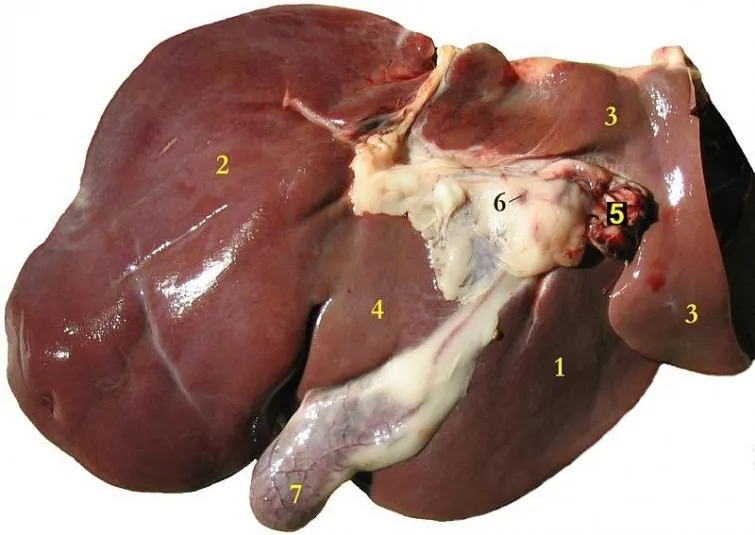 Meat