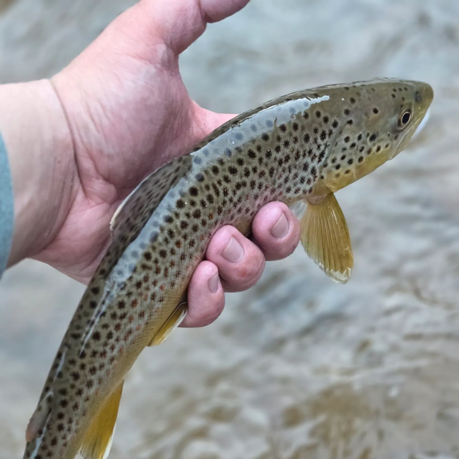 Brown trout caught on Fishbrain