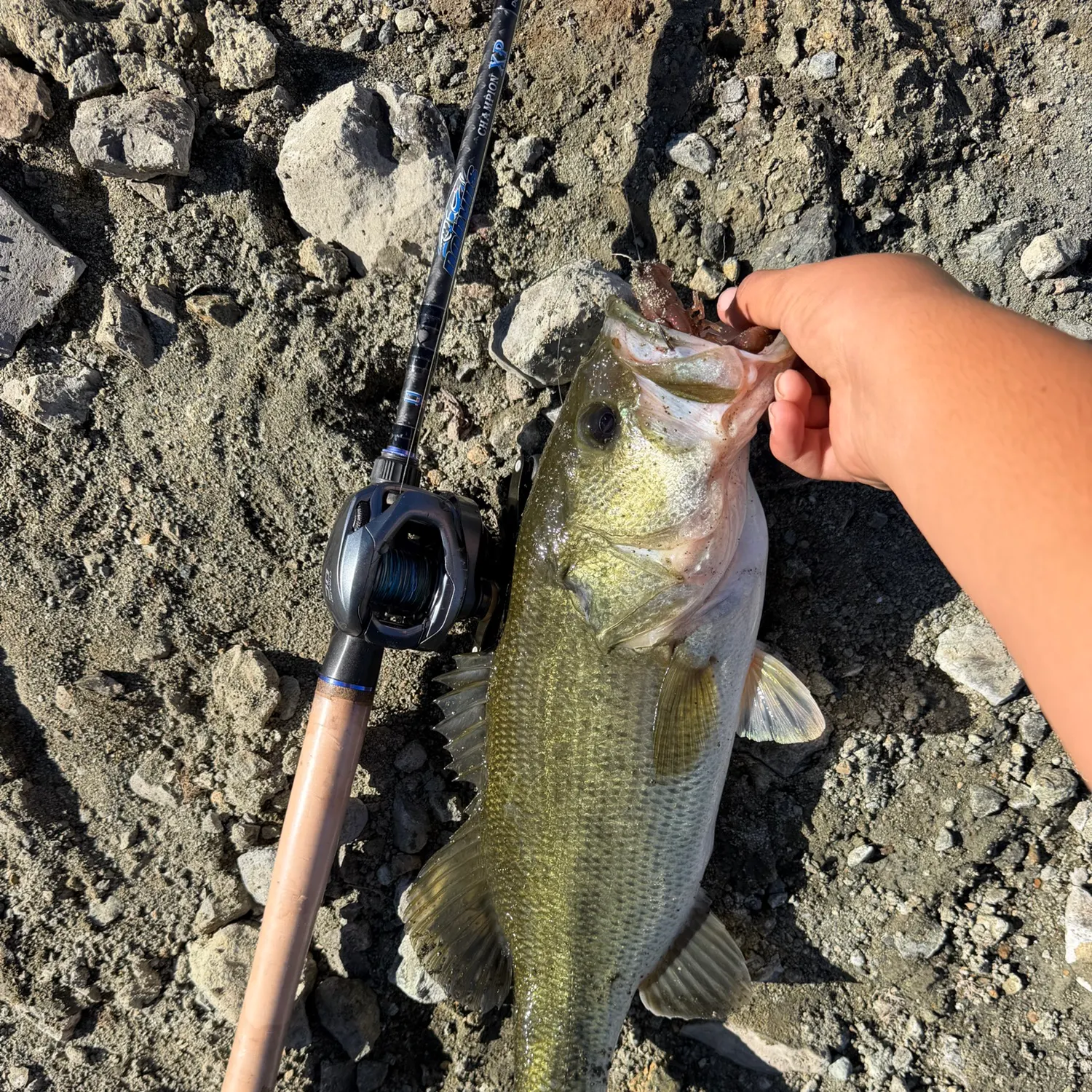 Largemouth bass caught on Fishbrain