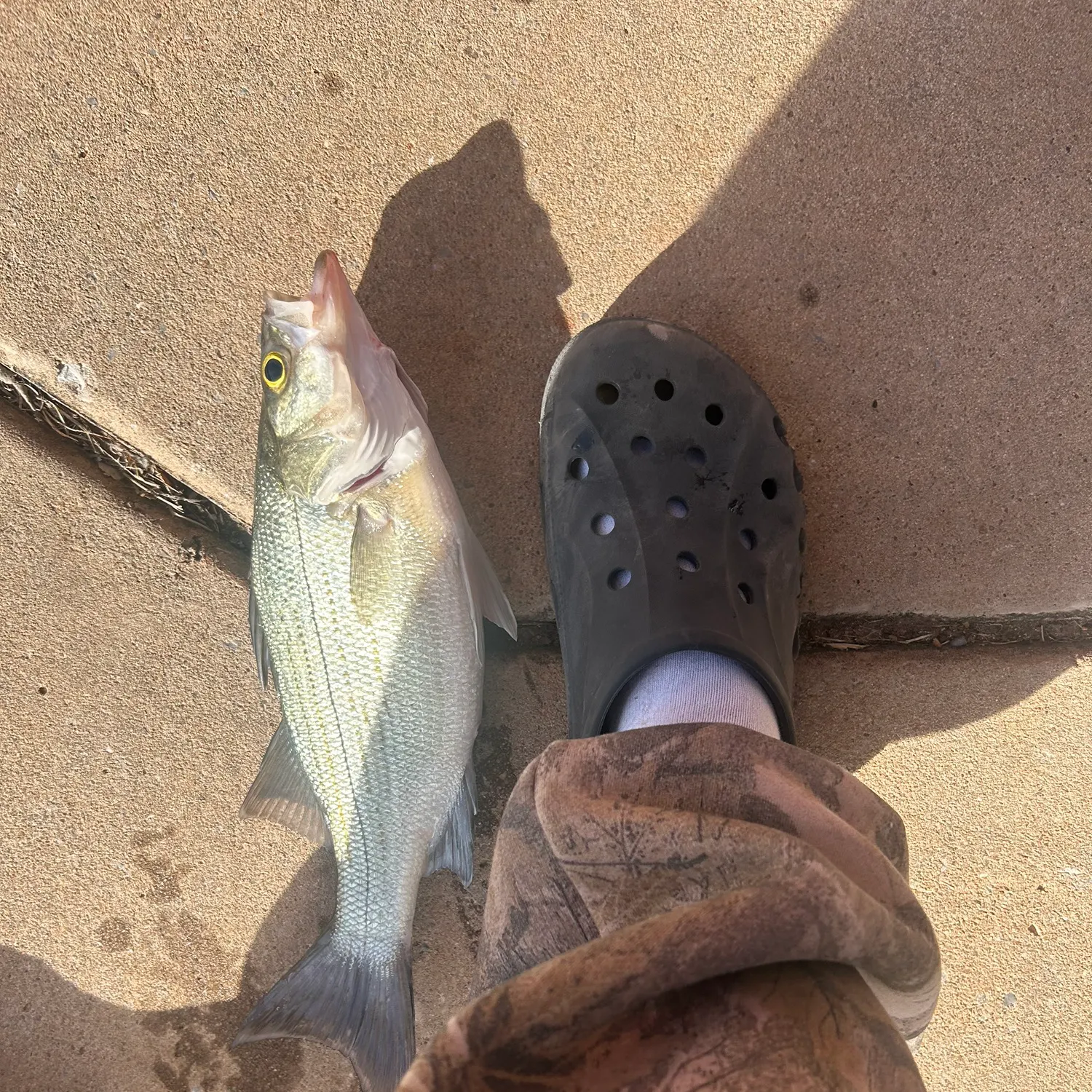 The most recent Hybrid striped bass catches on Fishbrain