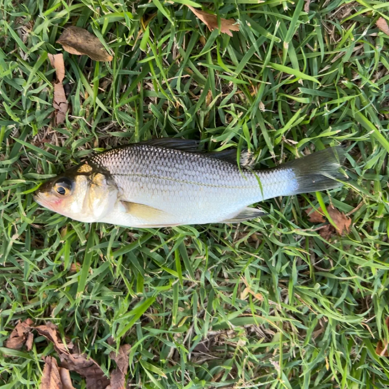 White perch caught on Fishbrain