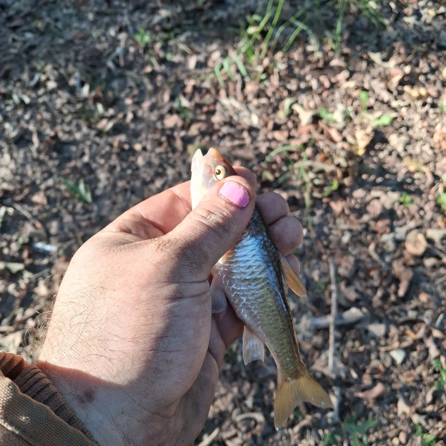 Striped shiner caught on Fishbrain