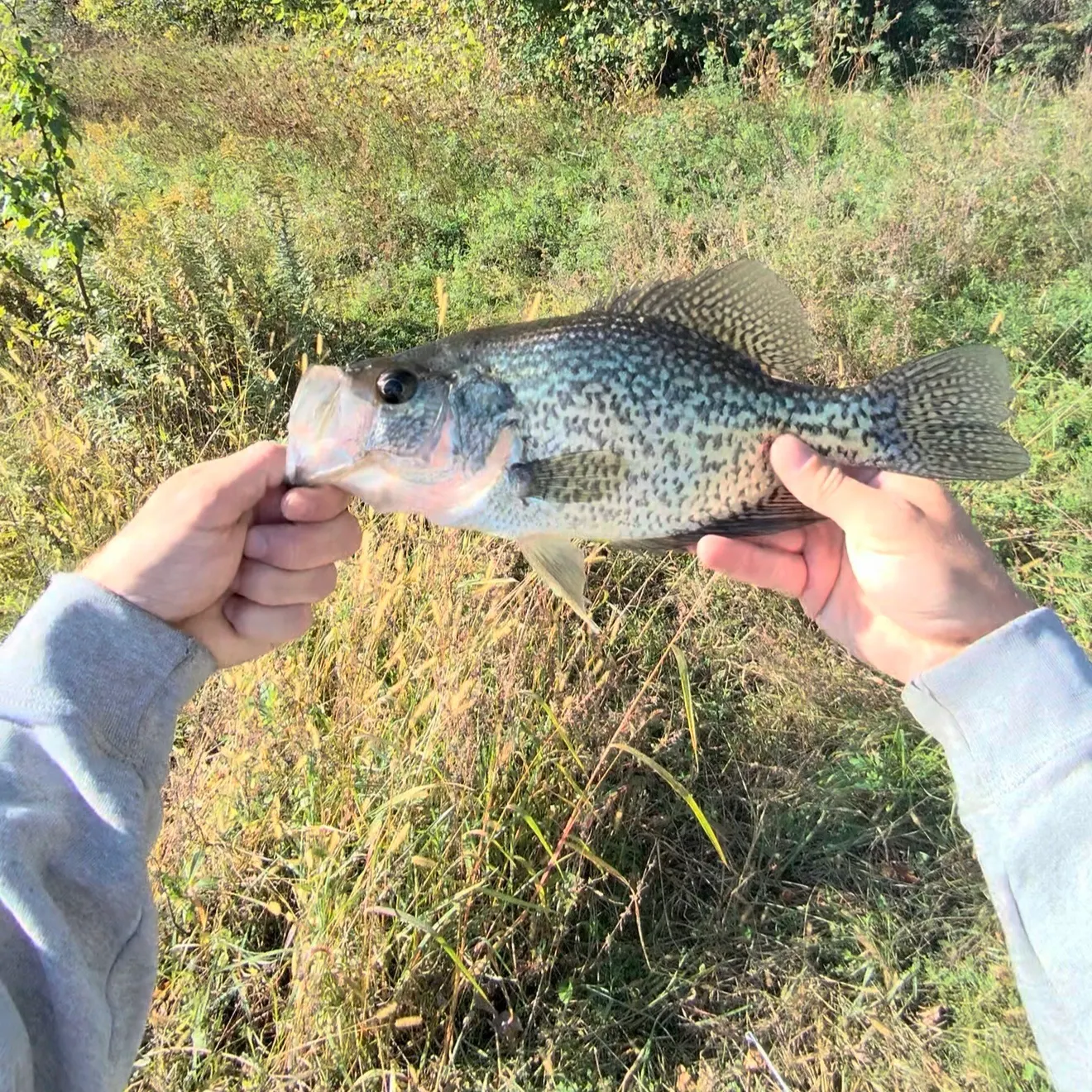 Black crappie caught on Fishbrain