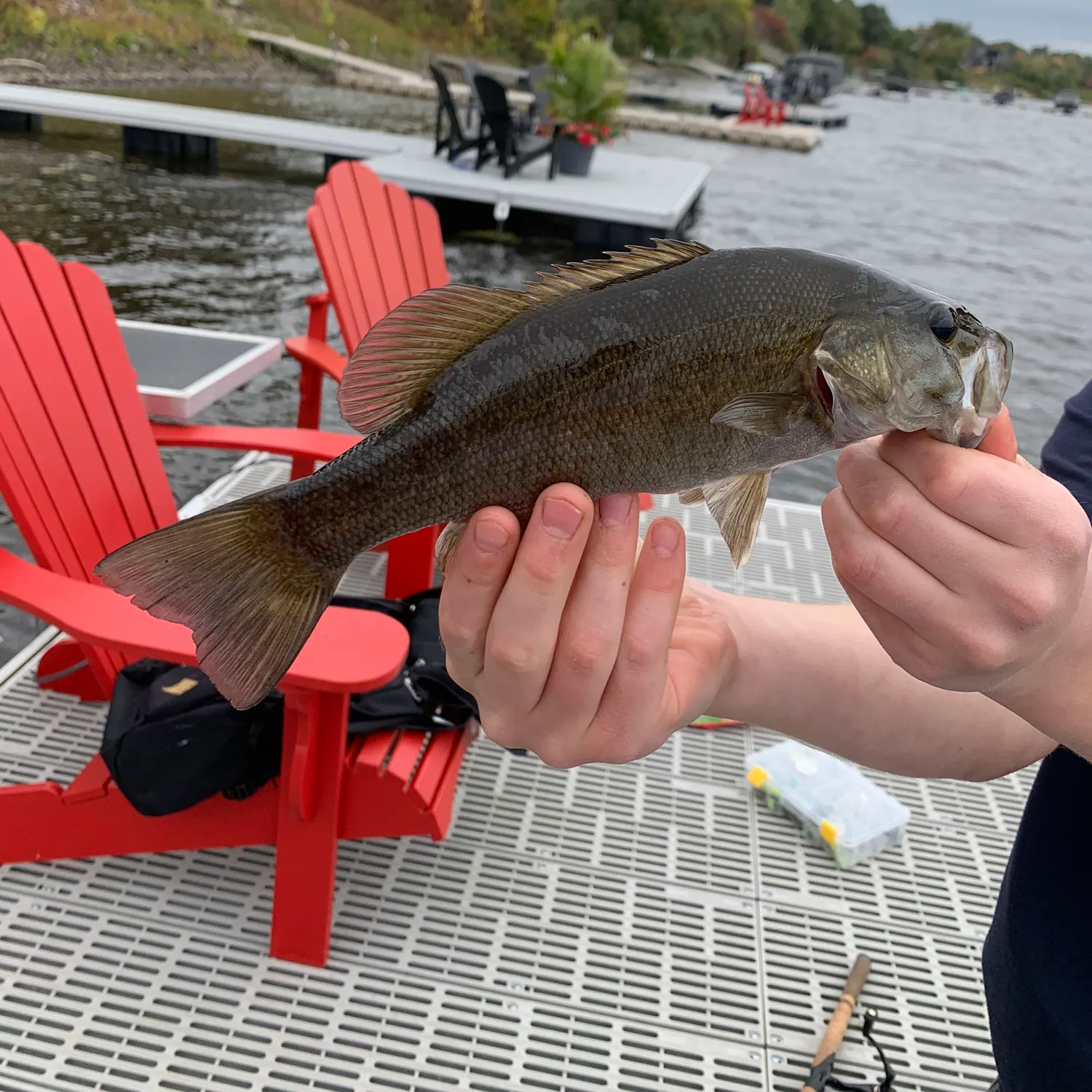 Smallmouth bass caught on Fishbrain