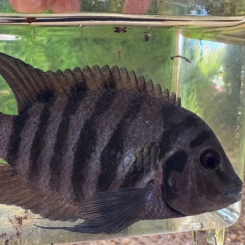 Convict cichlid caught on Fishbrain