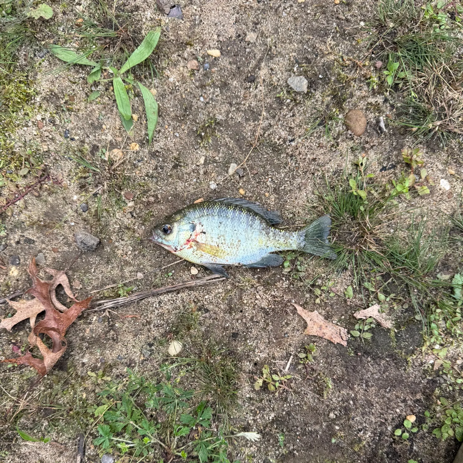Bluegill caught on Fishbrain