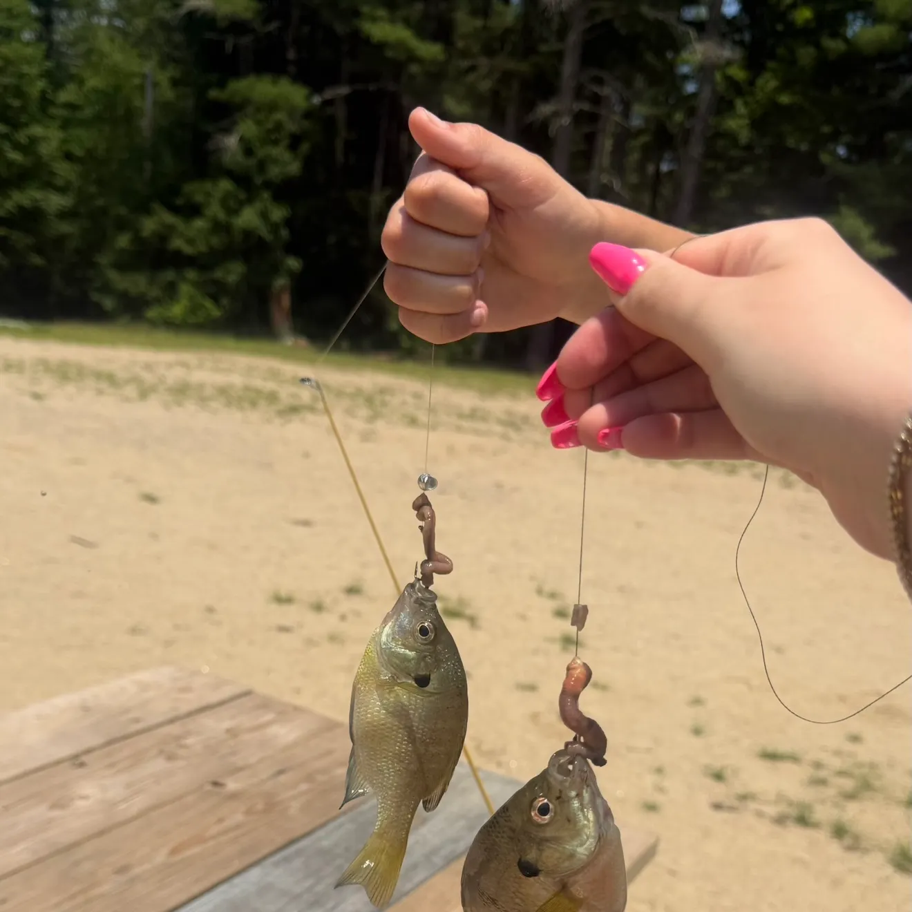 recently logged catches