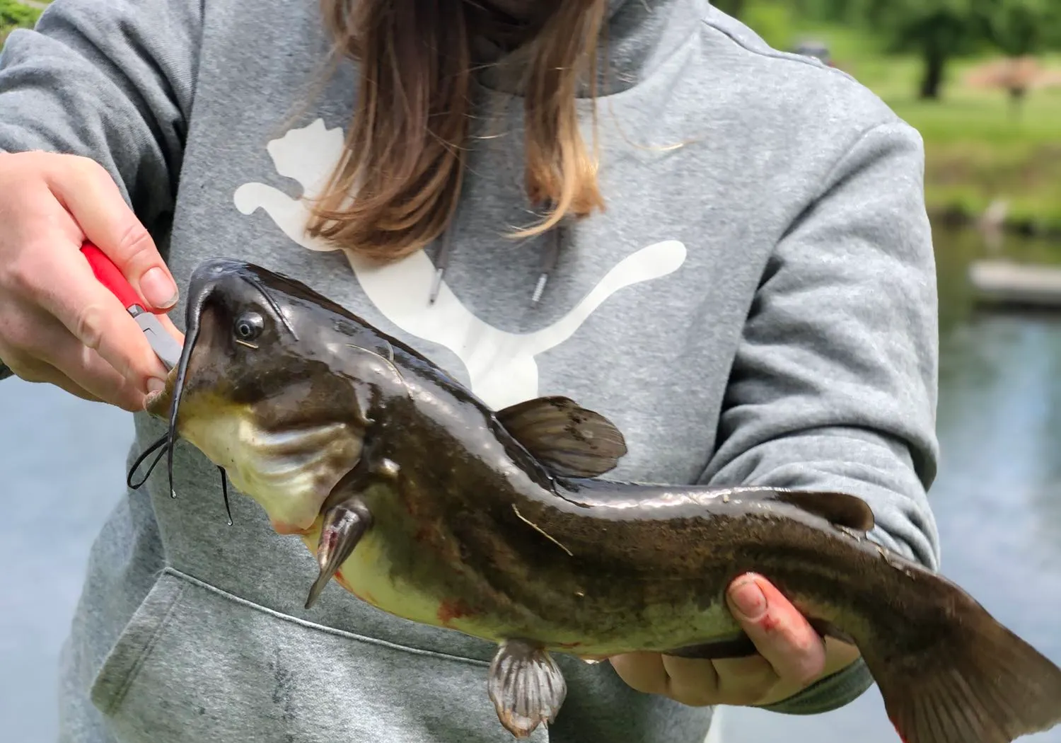 Black bullhead