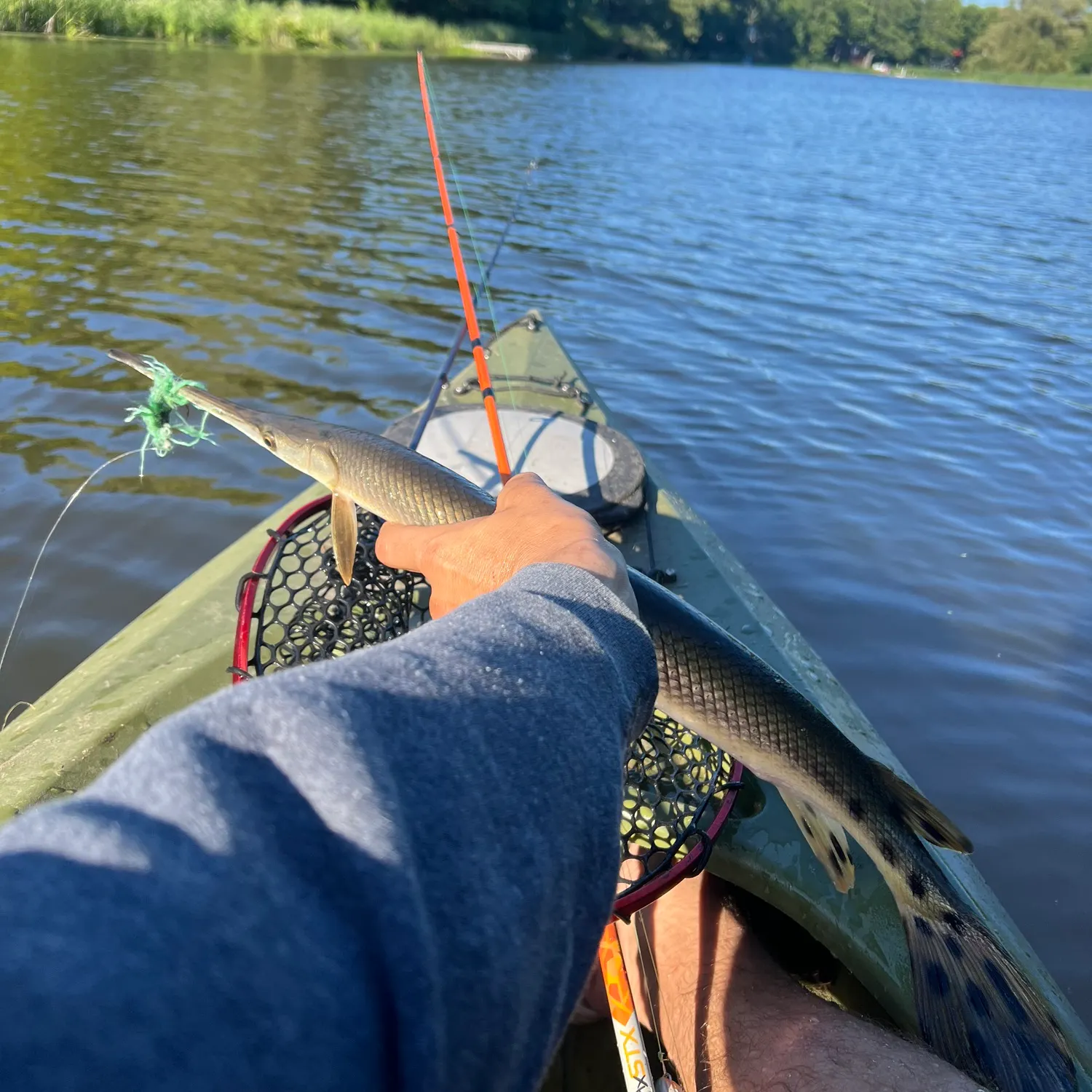 The most recent Longnose gar catches on Fishbrain
