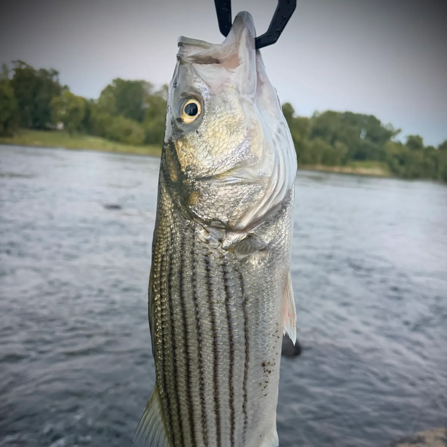 Striped bass caught on Fishbrain