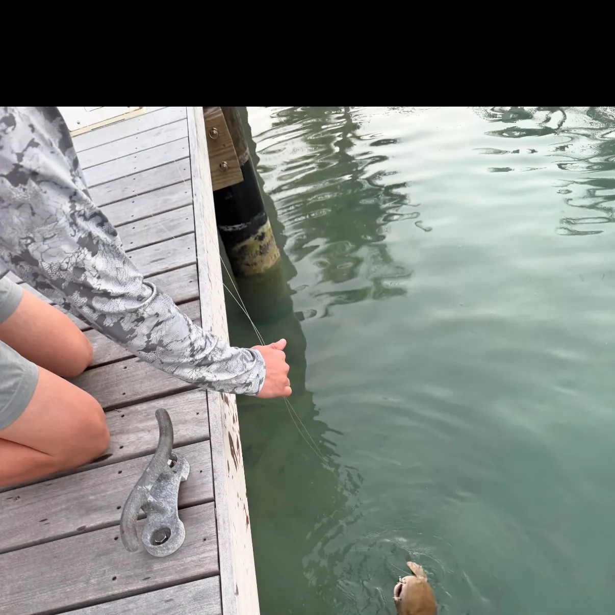 The most recent Brownbanded bamboo shark catches on Fishbrain