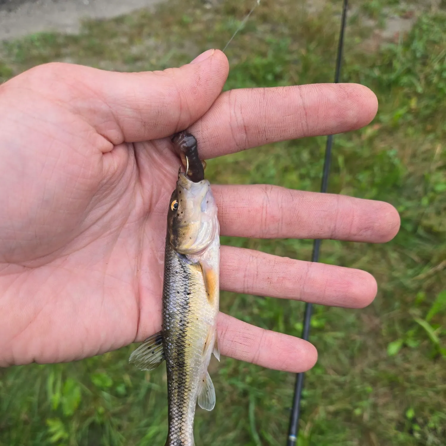 Creek chub caught on Fishbrain