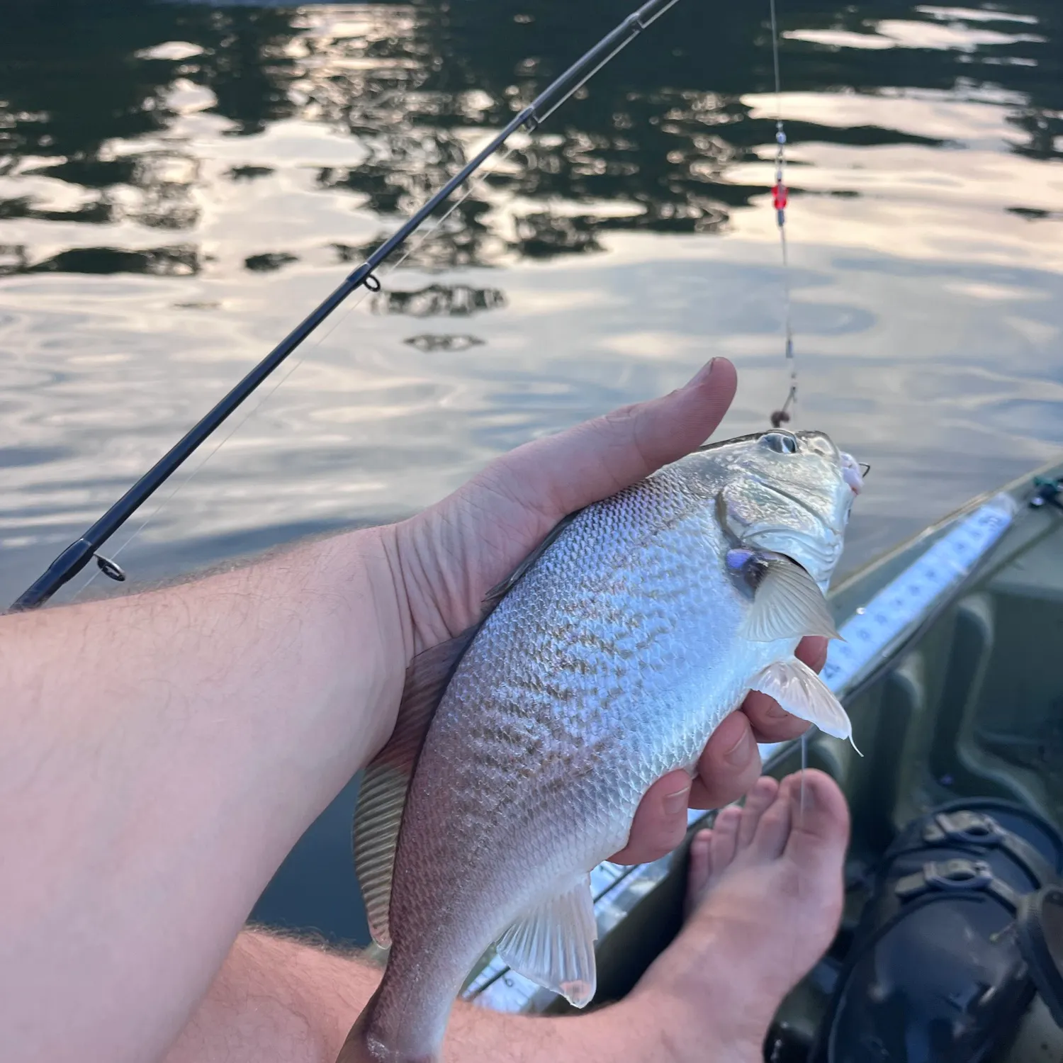 Atlantic croaker caught on Fishbrain