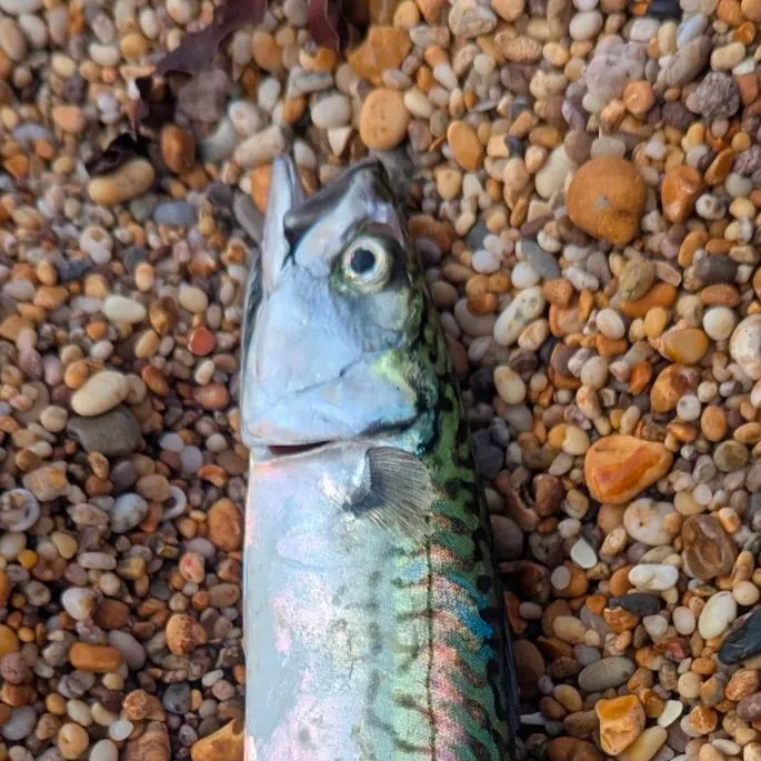 Atlantic mackerel caught on Fishbrain