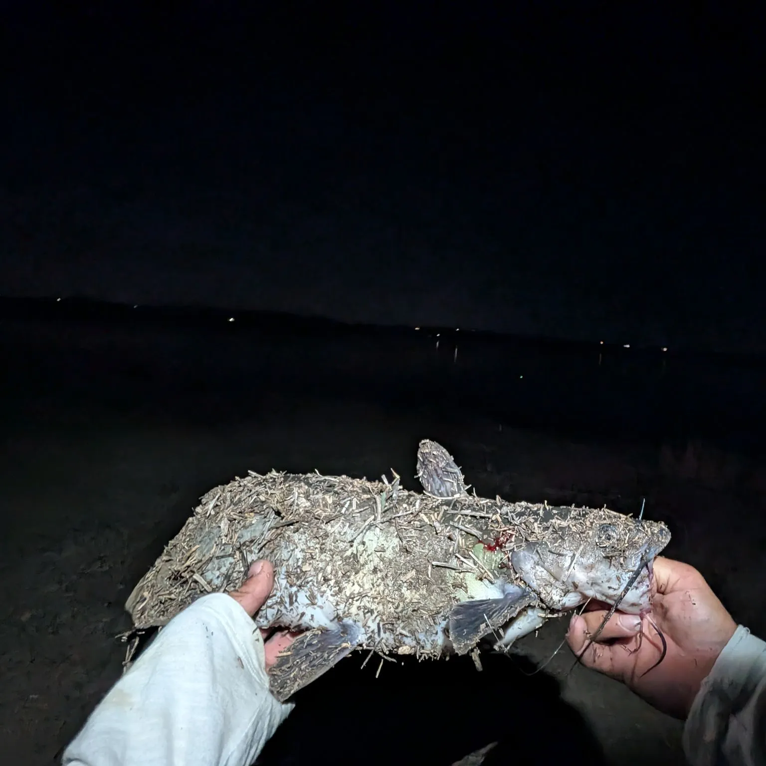 Channel catfish caught on Fishbrain