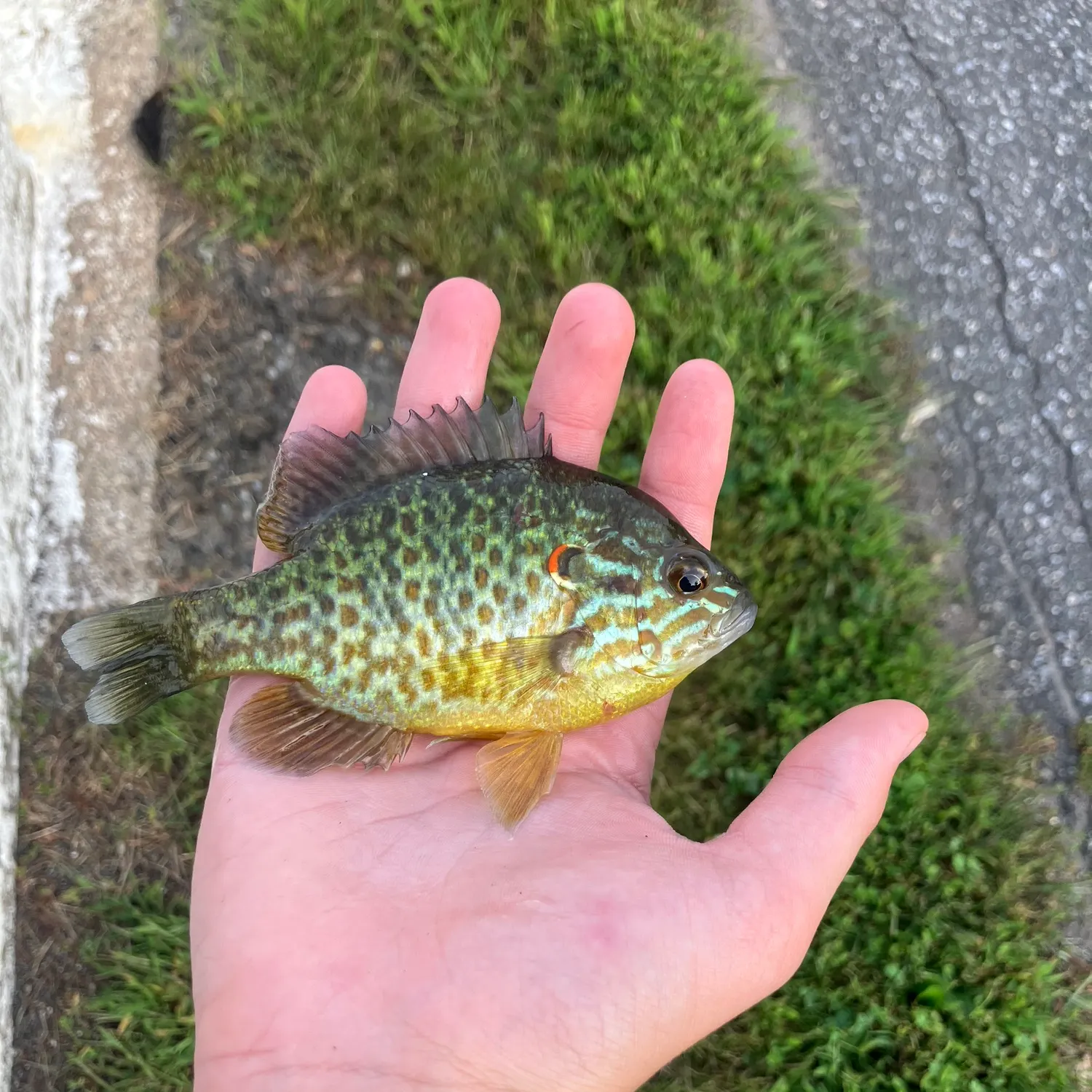 Pumpkinseed caught on Fishbrain