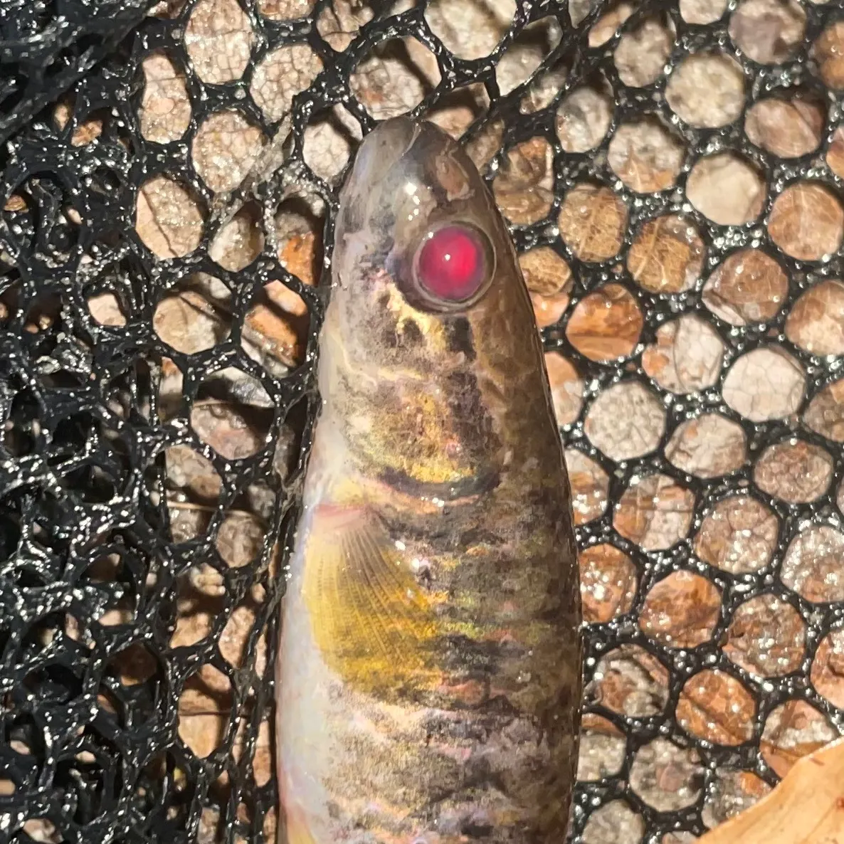 The most recent Eastern mudminnow catches on Fishbrain