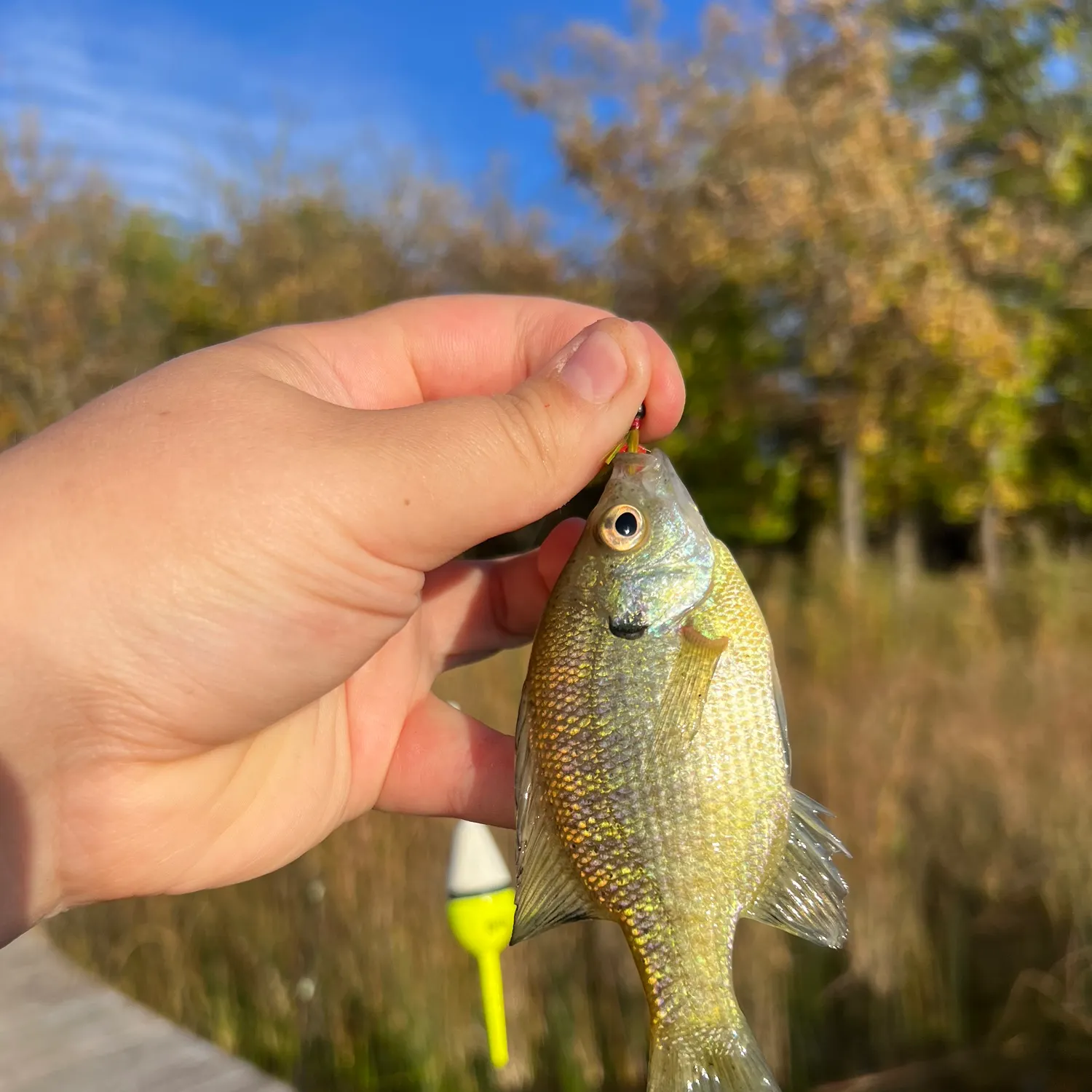 Bluegill caught on Fishbrain