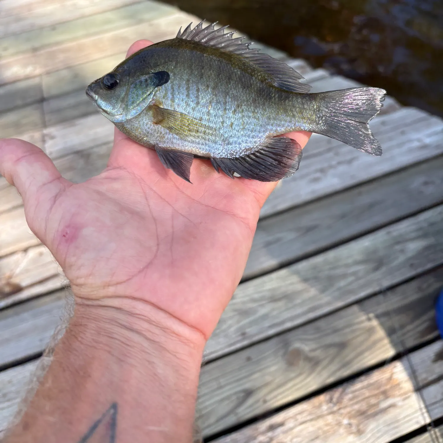 Bluegill caught on Fishbrain