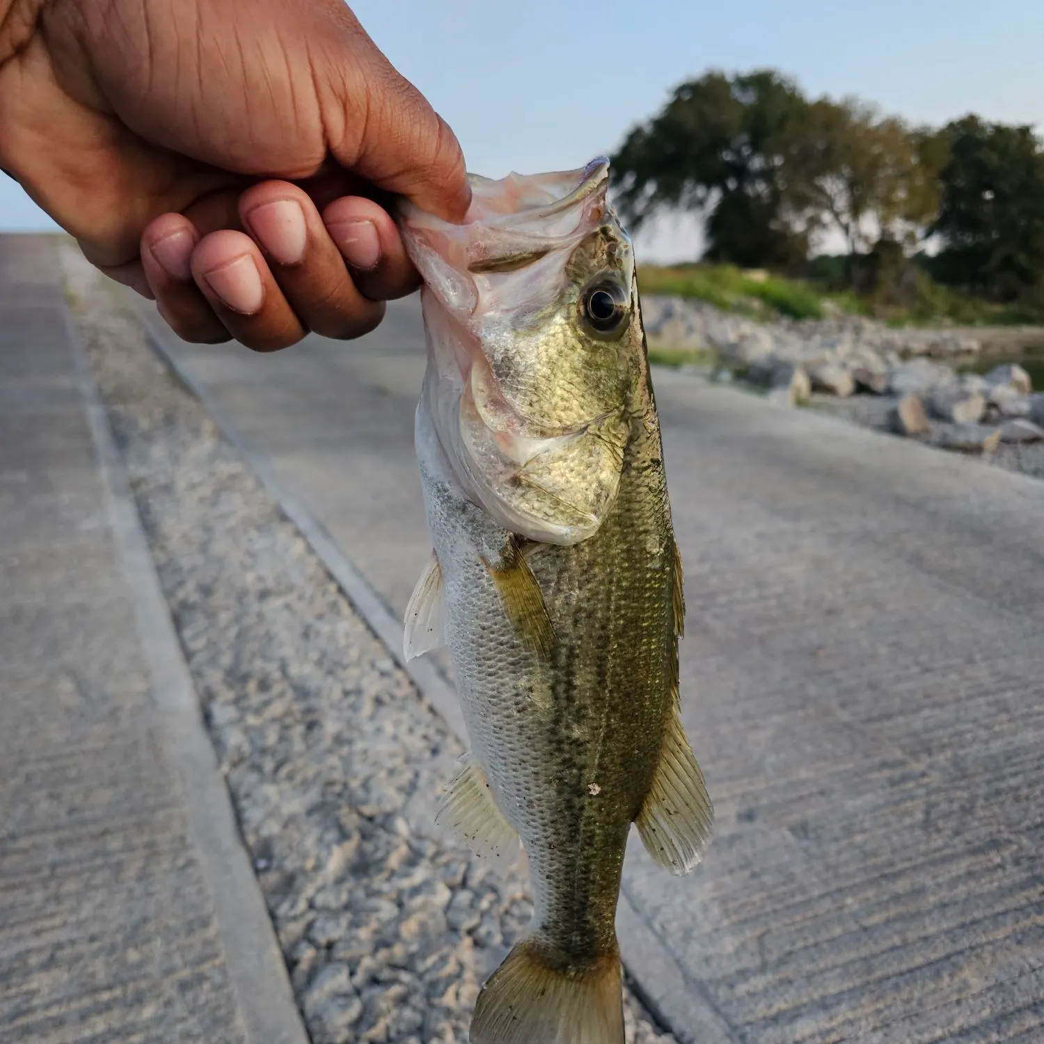 Largemouth bass caught on Fishbrain