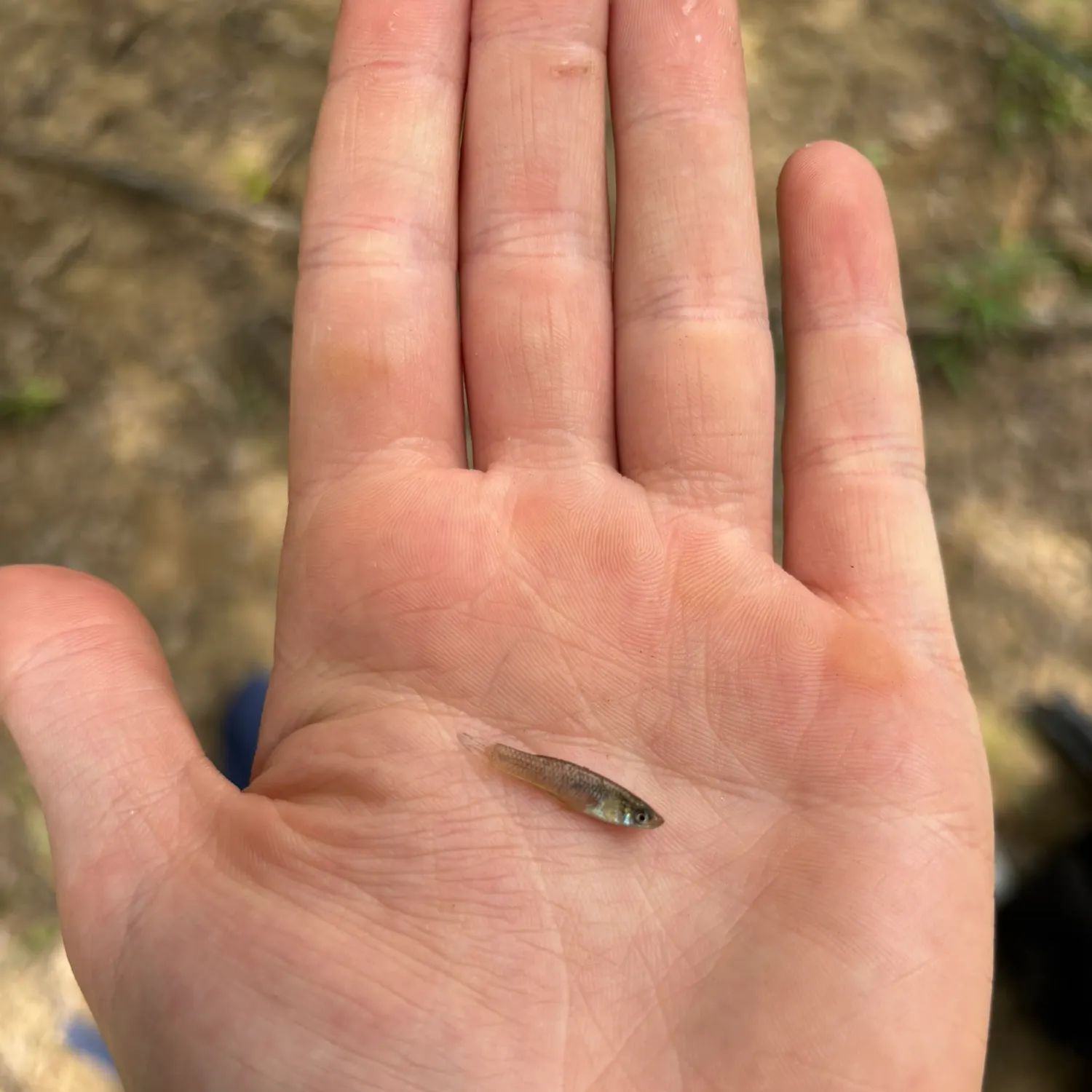 The most recent Silverjaw minnow catches on Fishbrain