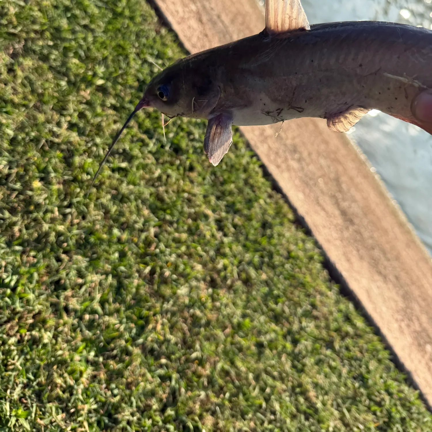 Channel catfish caught on Fishbrain