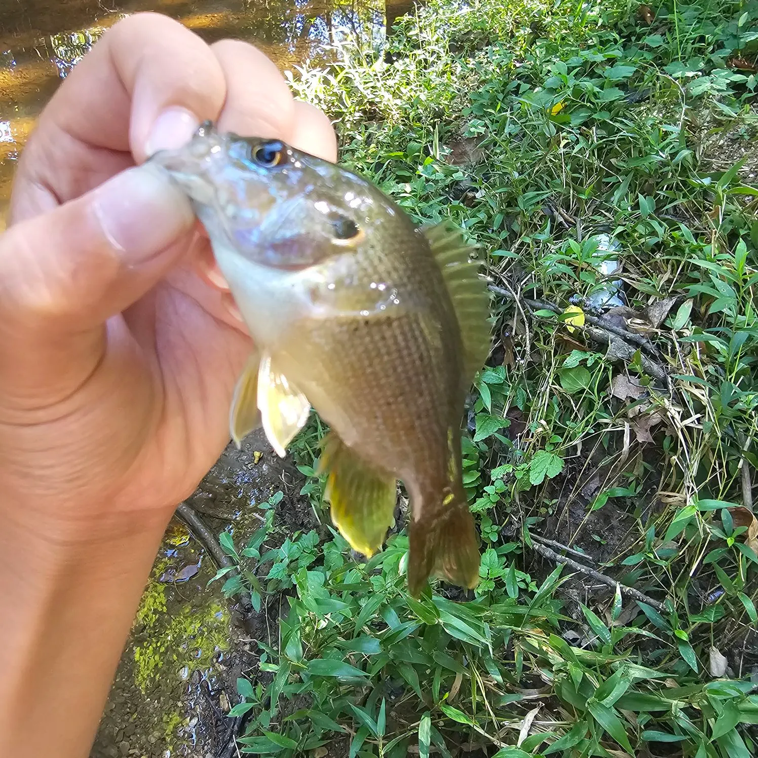 Green sunfish caught on Fishbrain