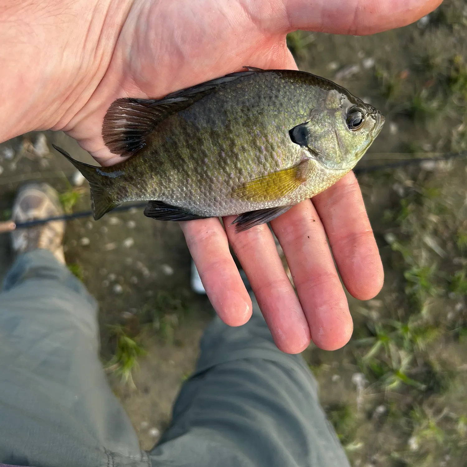 Bluegill caught on Fishbrain