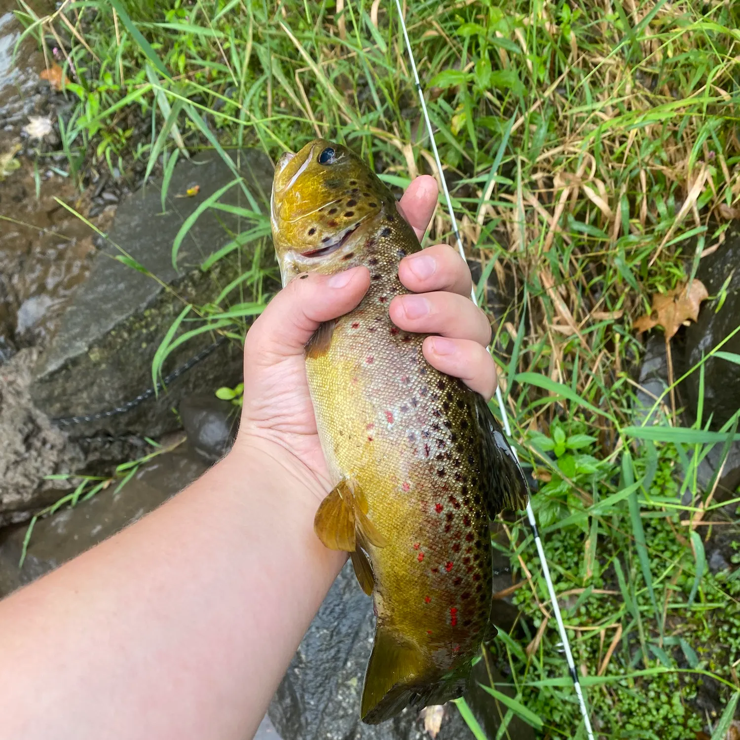Brown trout caught on Fishbrain