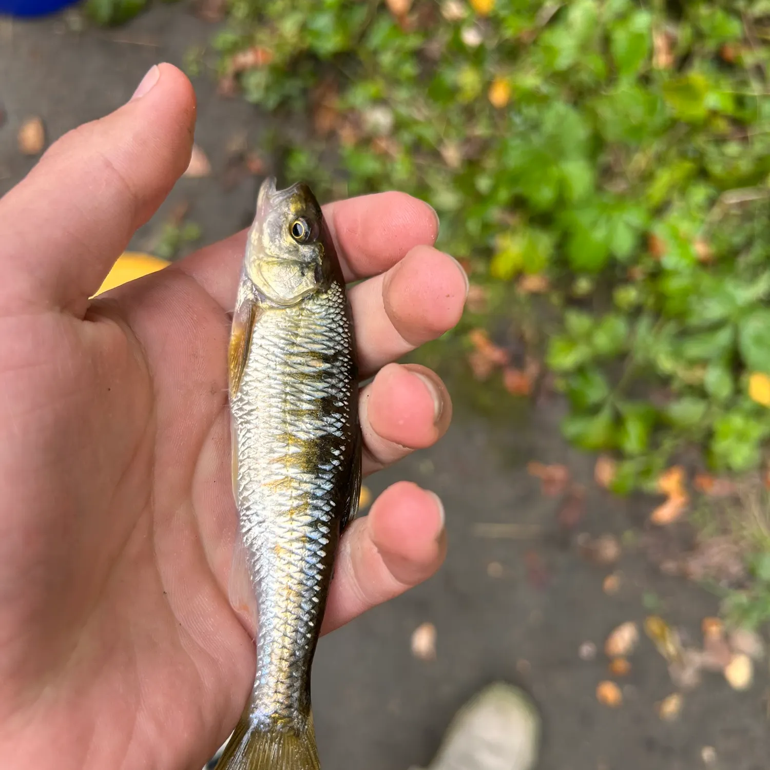 Common shiner caught on Fishbrain