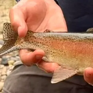 The most recent Kern River Rainbow Trout catches on Fishbrain