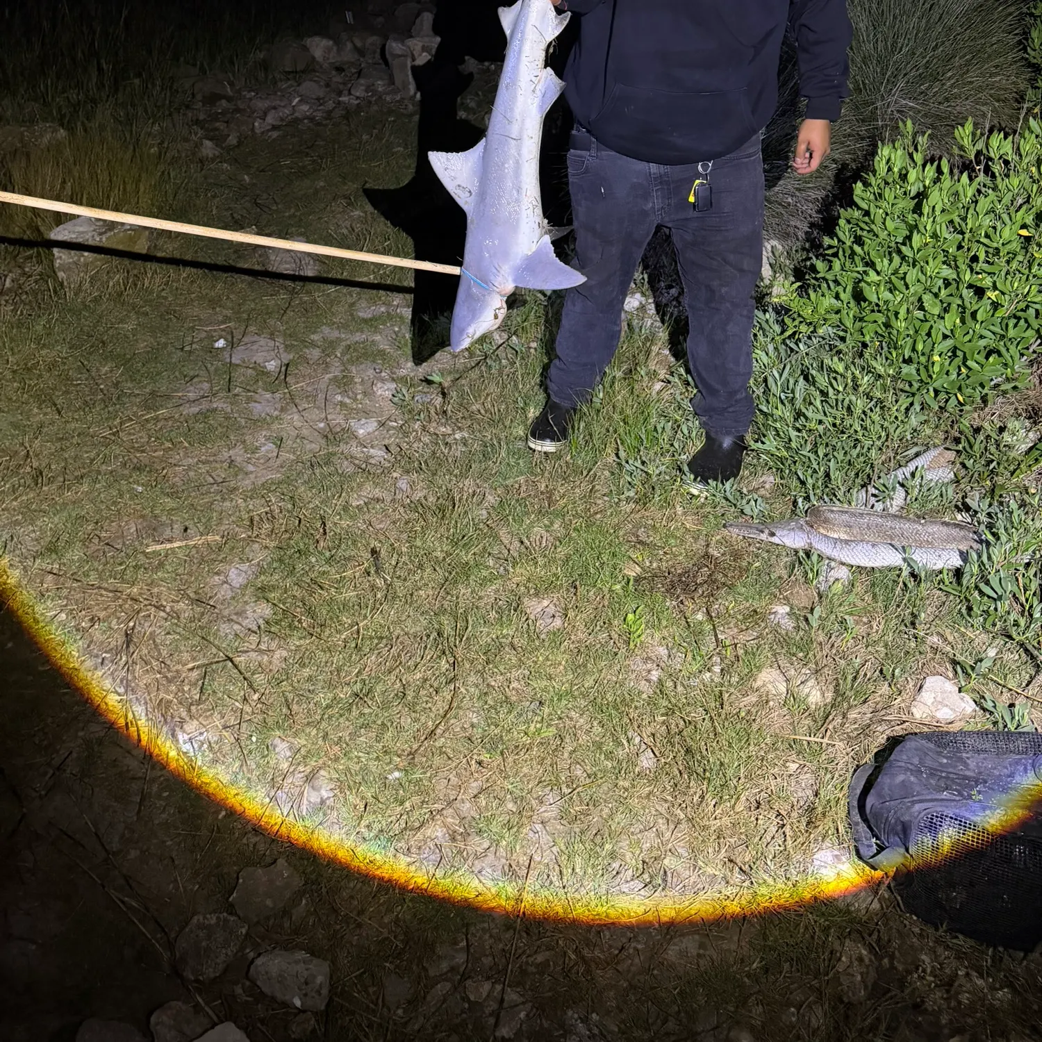 The most recent Bull shark catches on Fishbrain