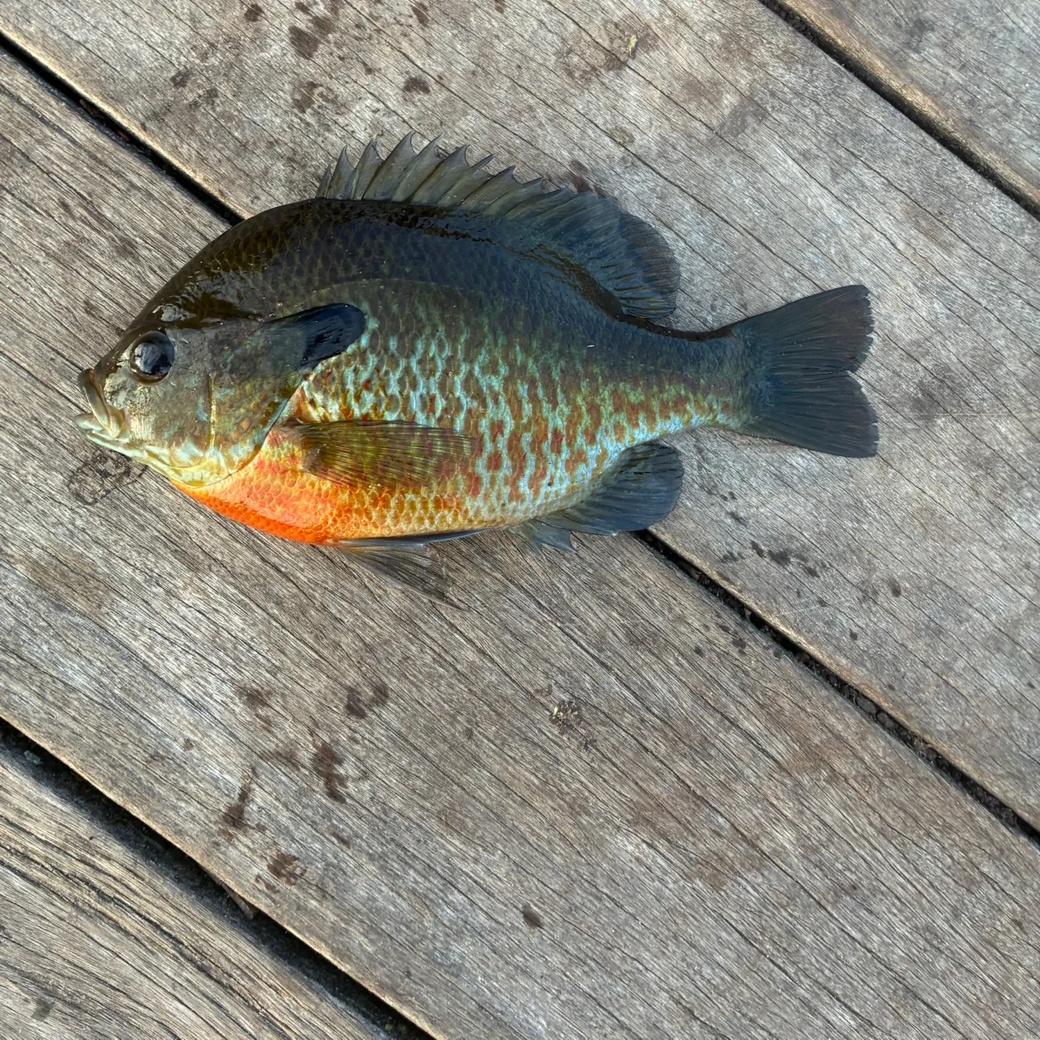Bluegill caught on Fishbrain