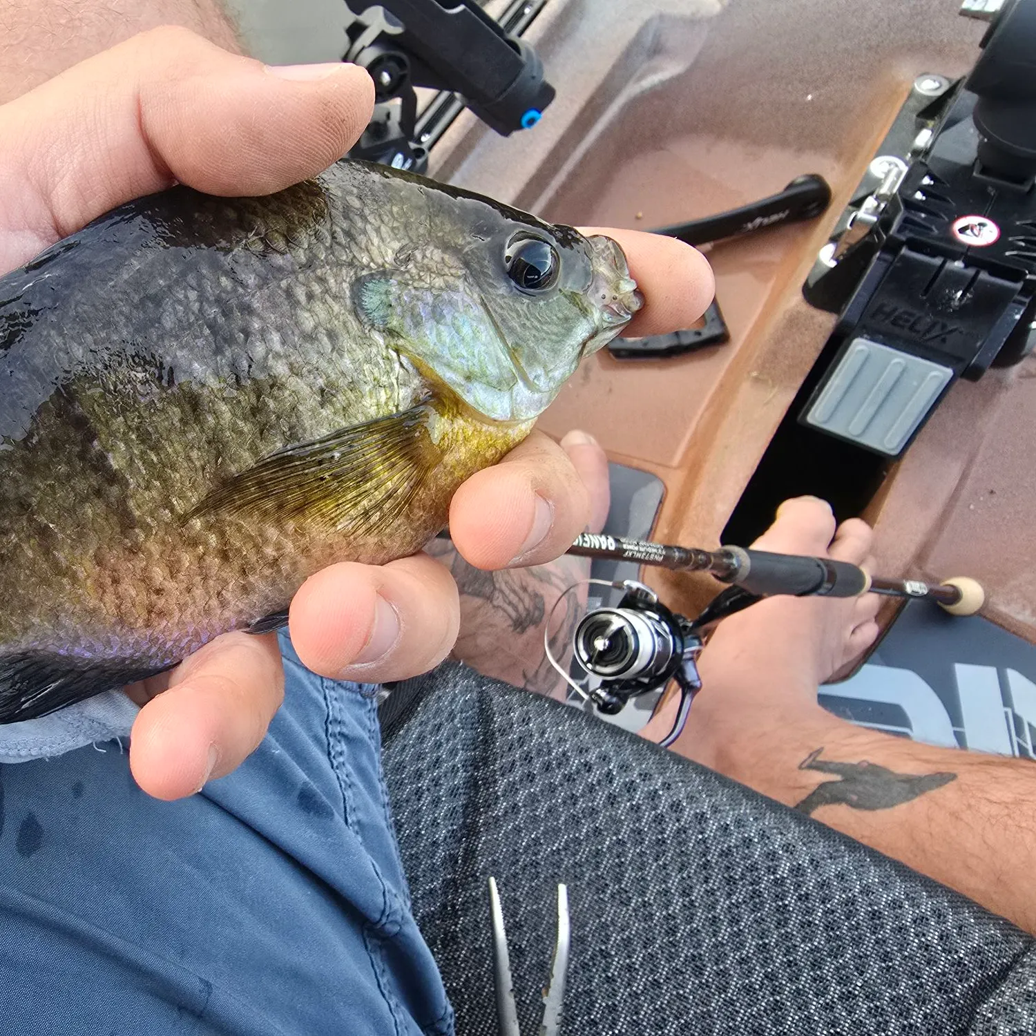 recently logged catches