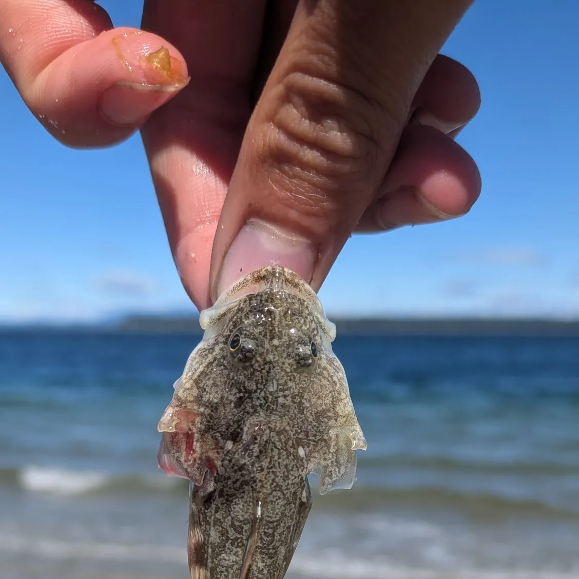 The most recent Pacific staghorn sculpin catches on Fishbrain