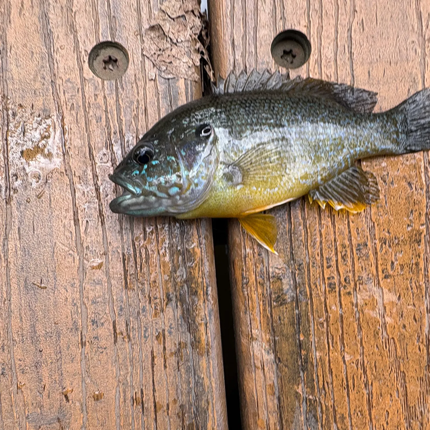 Green sunfish caught on Fishbrain