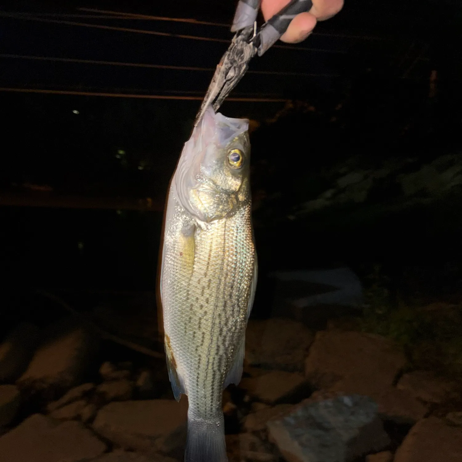 Striped bass caught on Fishbrain