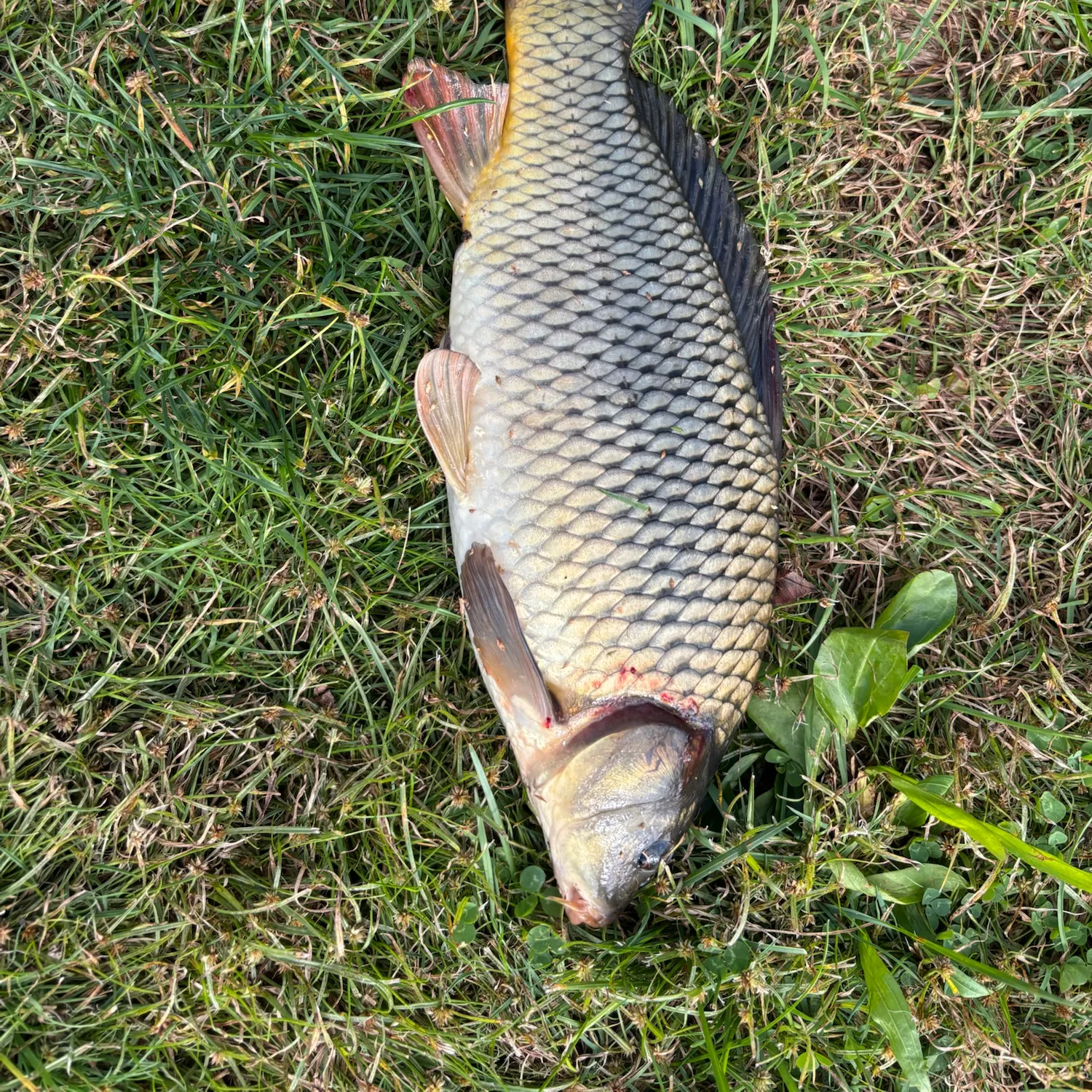 Common carp caught on Fishbrain