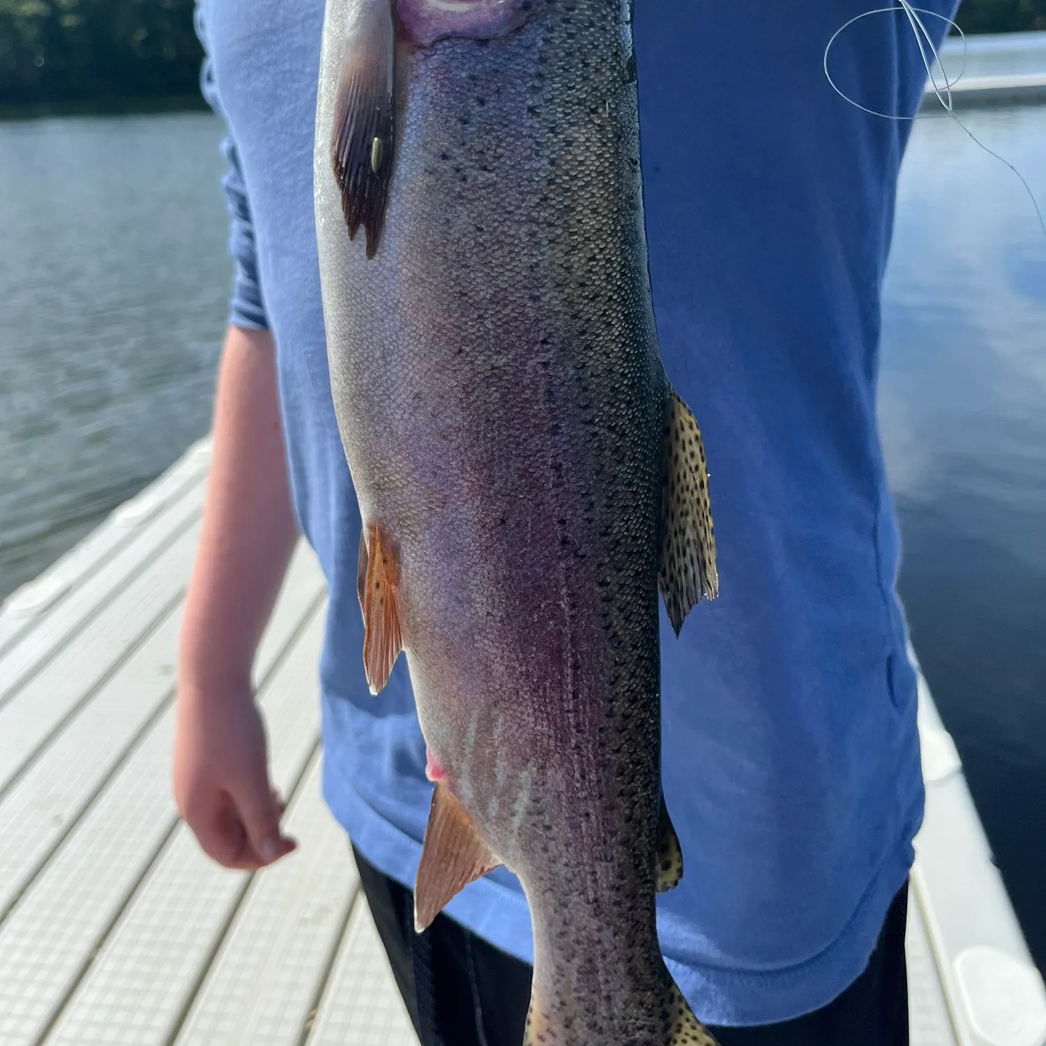 Rainbow trout caught on Fishbrain