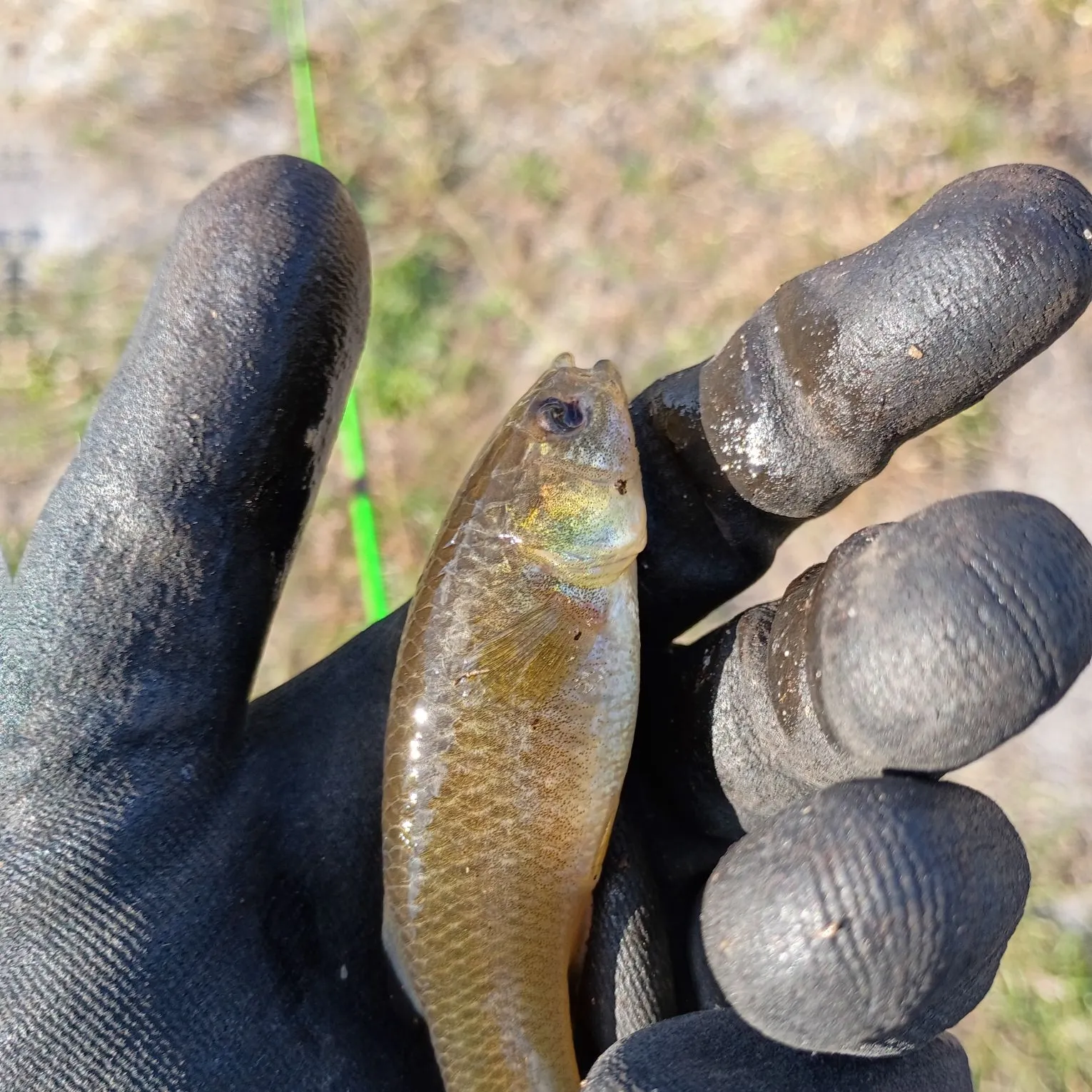 The most recent Mummichog catches on Fishbrain