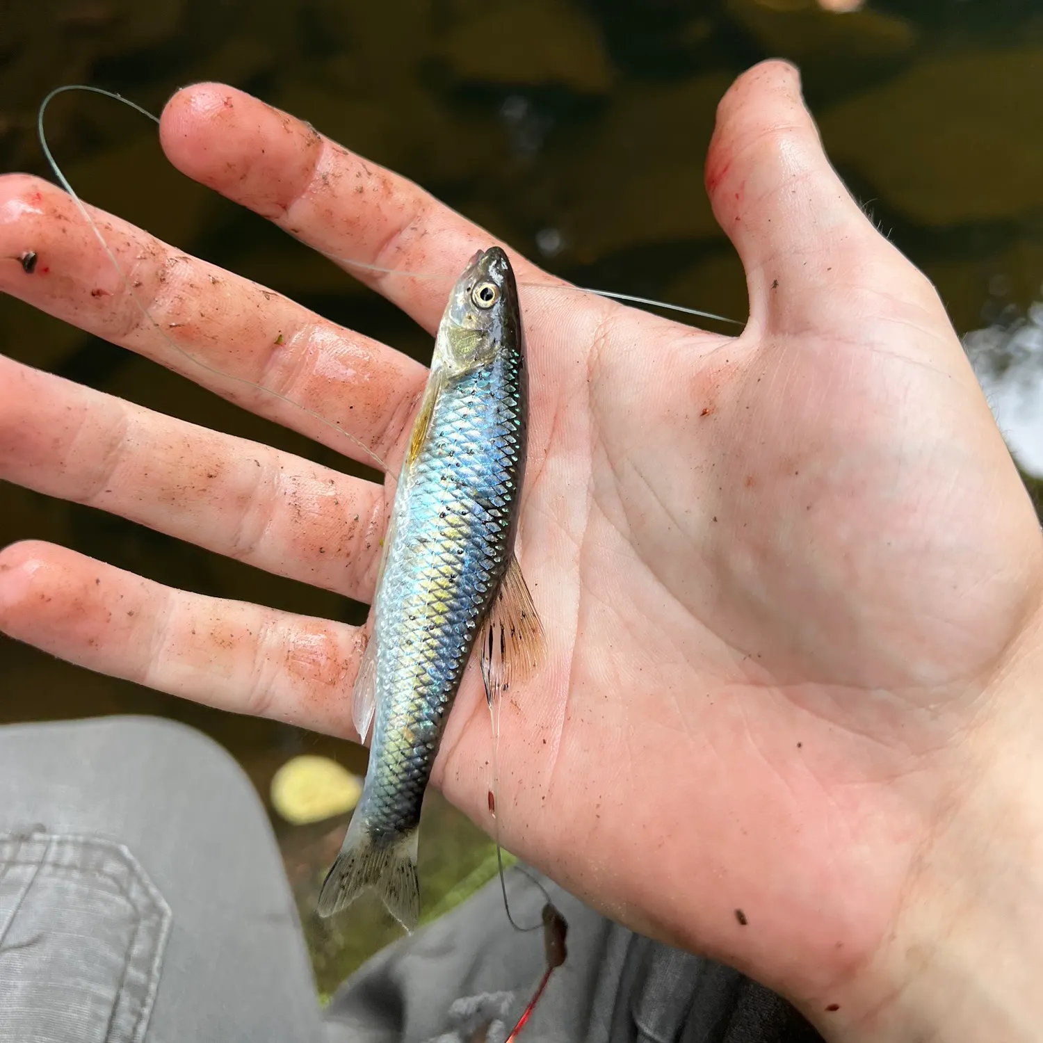 Striped shiner caught on Fishbrain