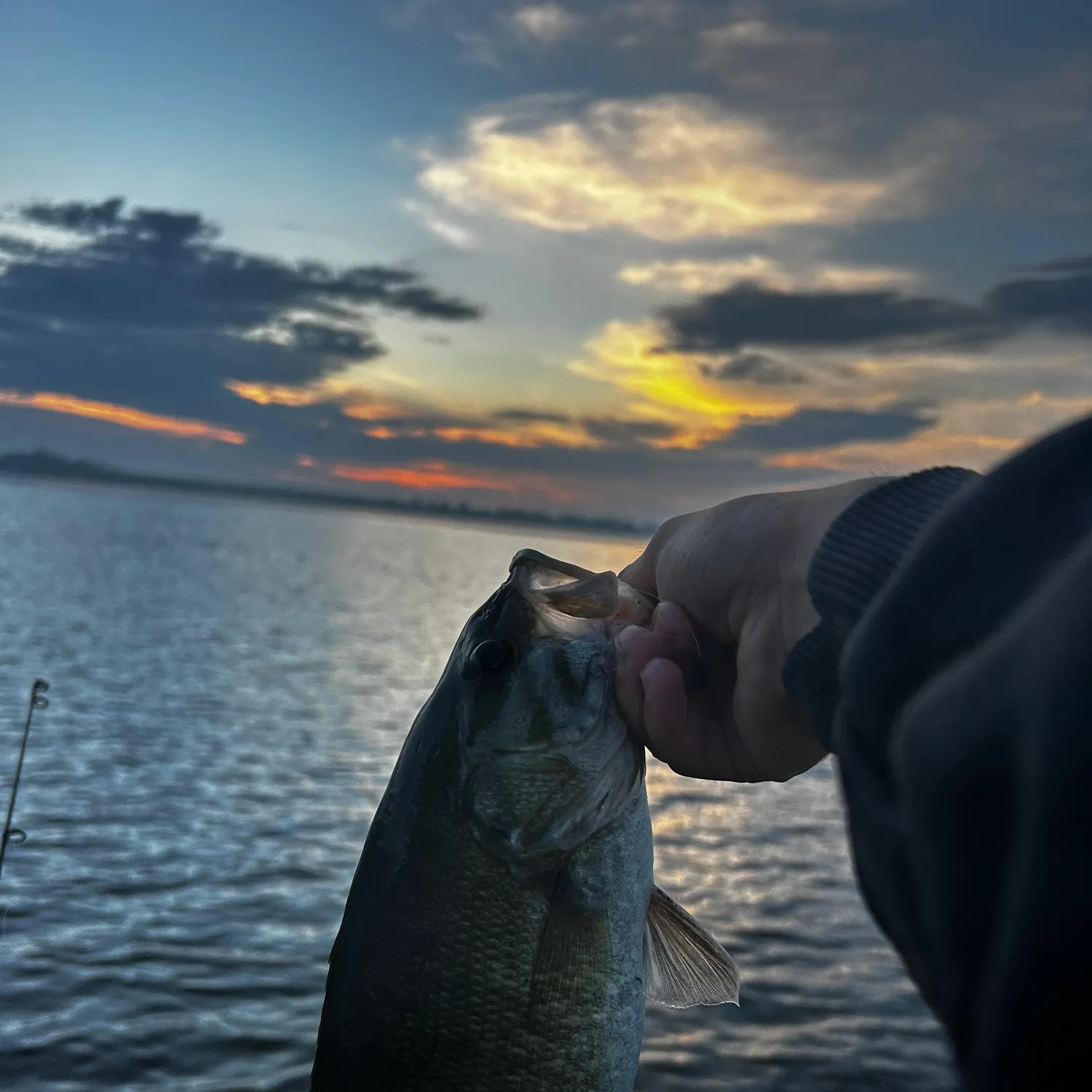 Smallmouth bass caught on Fishbrain