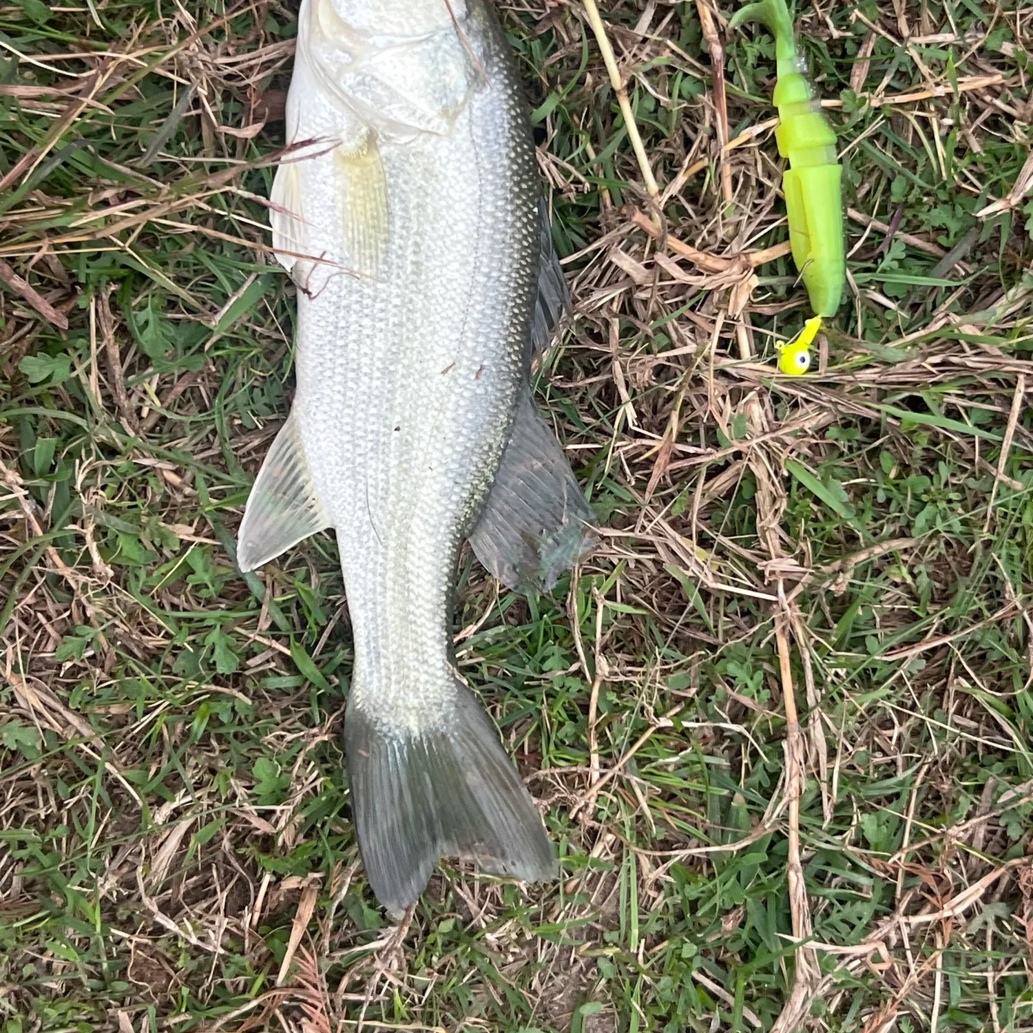 The most recent Creek chub catches on Fishbrain