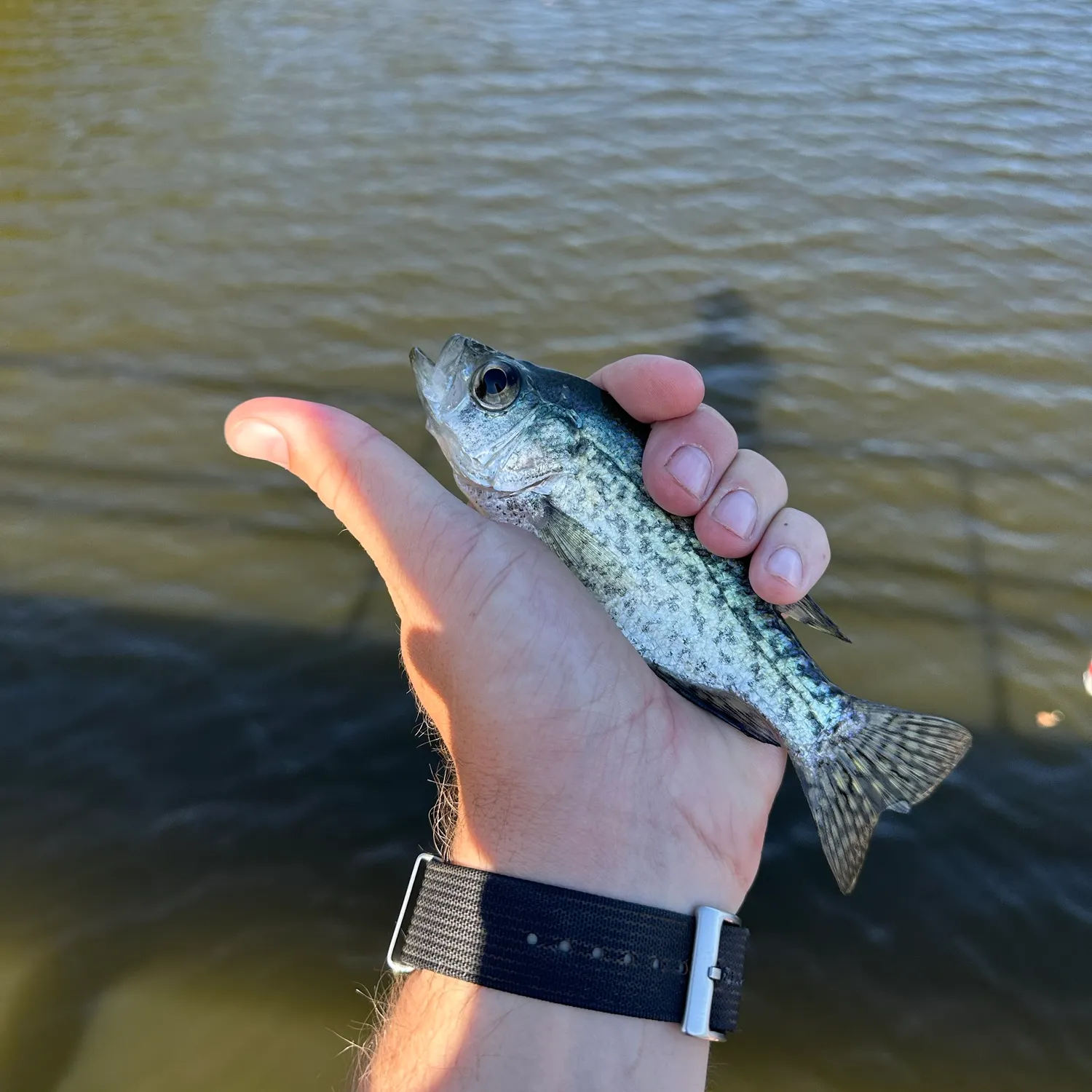 Black crappie caught on Fishbrain