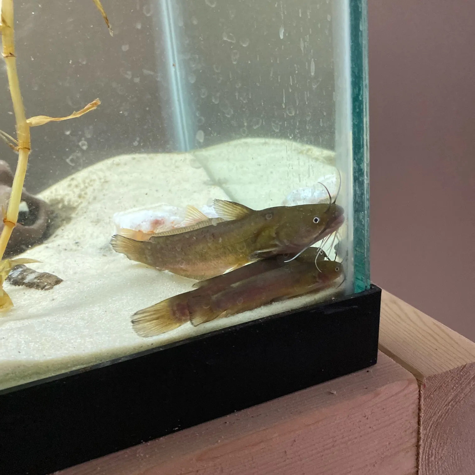The most recent Margined madtom catches on Fishbrain