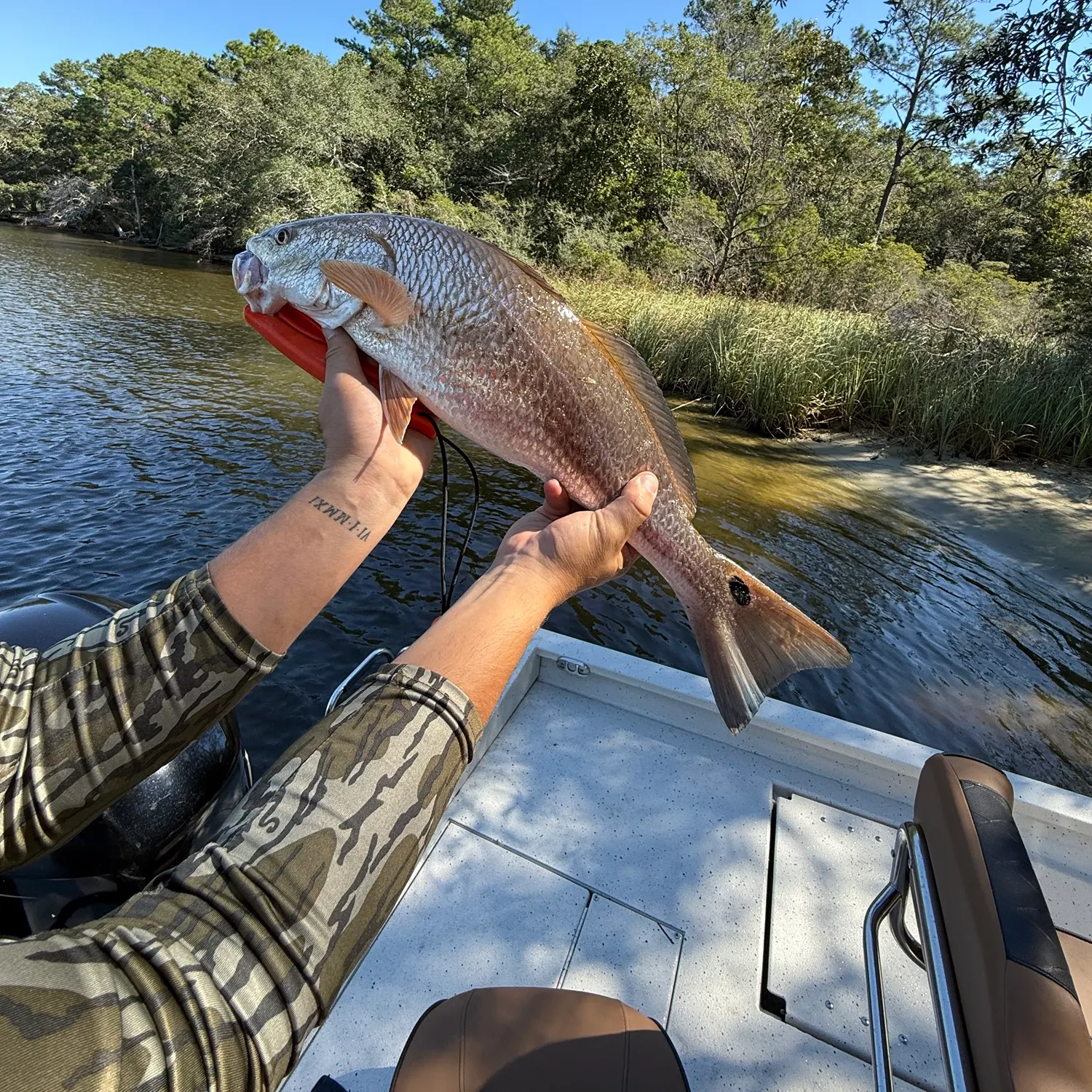 Red drum caught on Fishbrain