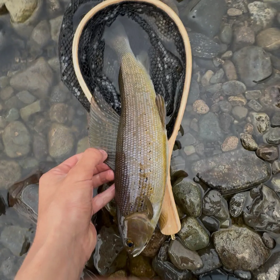 Arctic grayling caught on Fishbrain