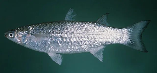 Greenback mullet