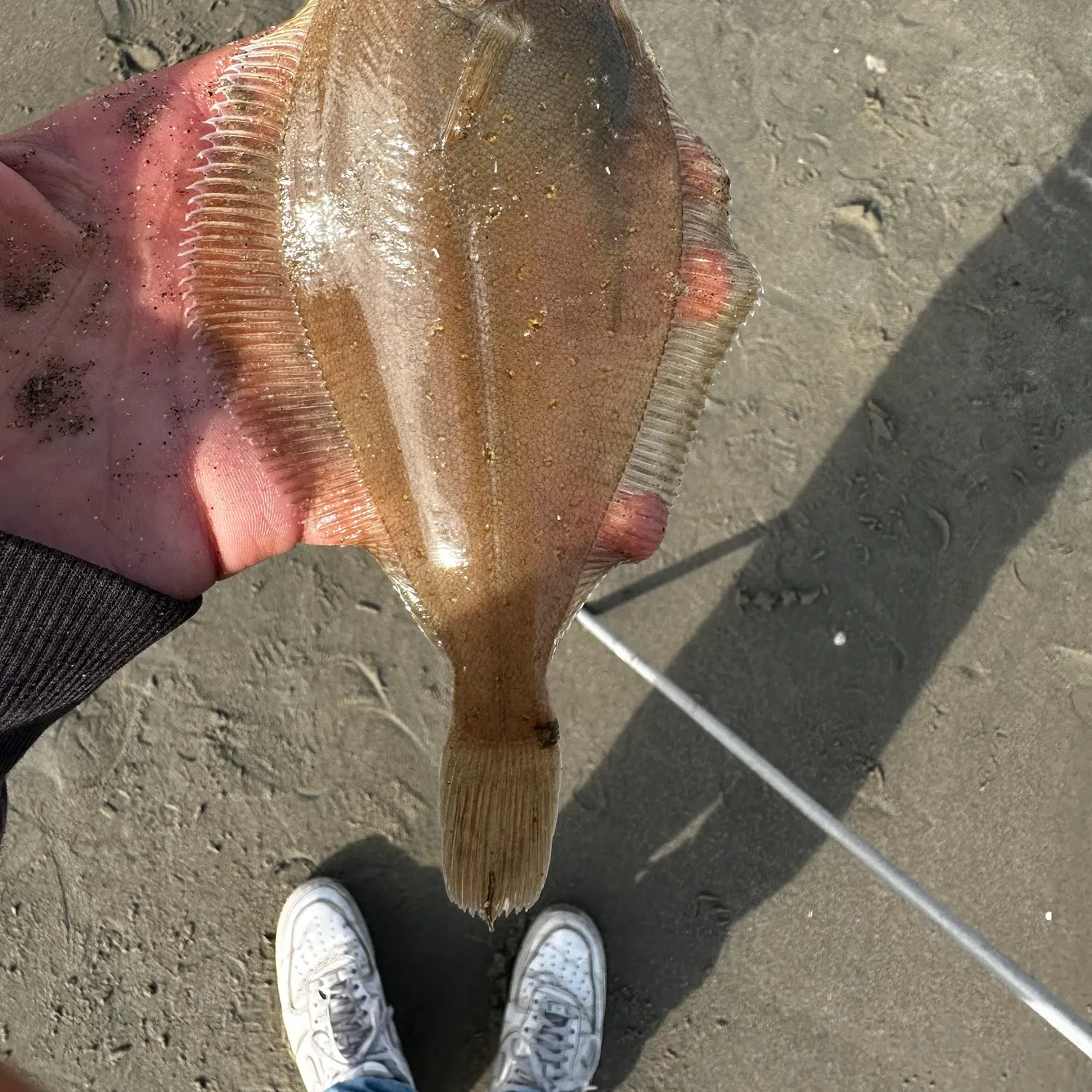The most recent Common dab catches on Fishbrain